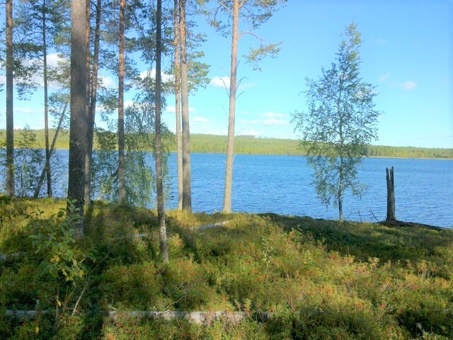 Rannassa väljästi kasvavien mäntyjen ja koivujen takana avautuu kesäinen järvimaisema.