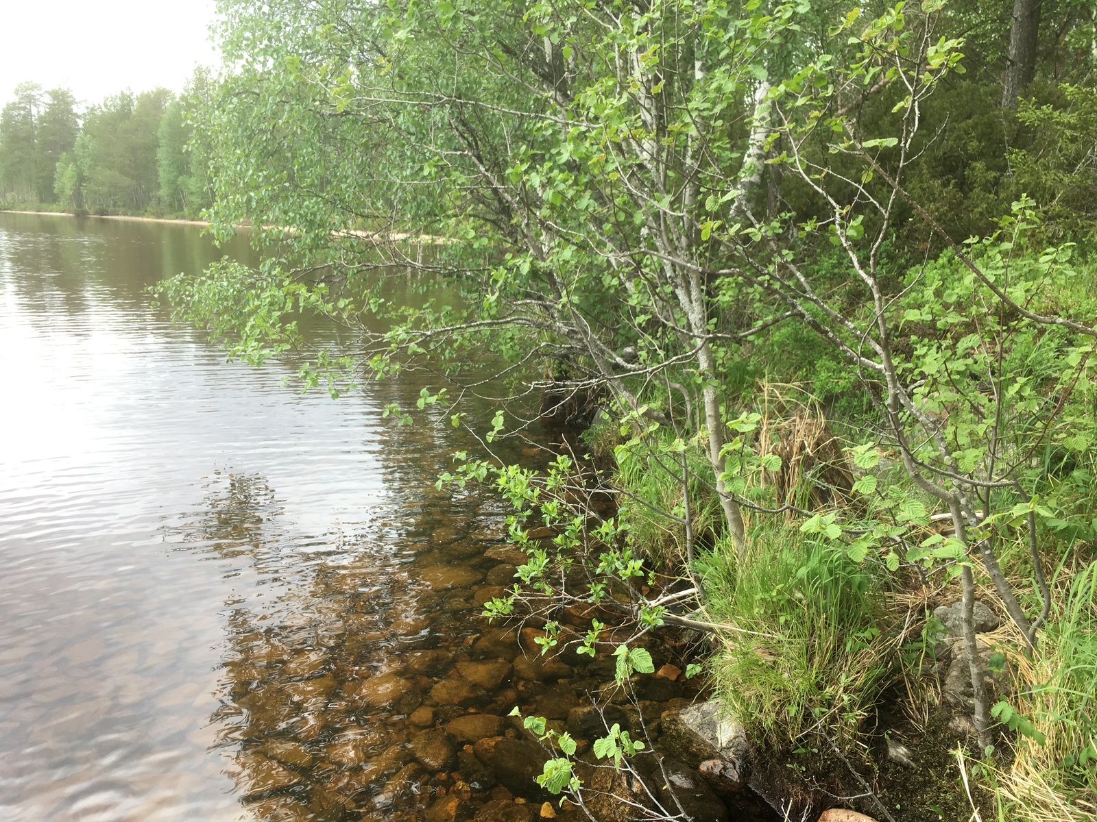 Lehtipuut reunustavat järveä vasemmalle kaartuvassa rantaviivassa.