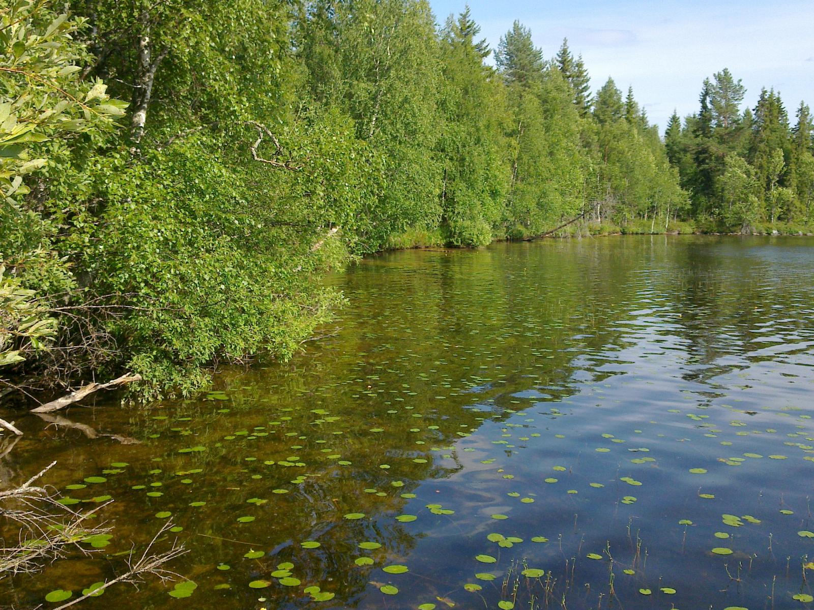 Vehreä metsä kasvaa oikealle kaartuvassa rantaviivassa. Rantavedessä kasvaa ulpukoita.