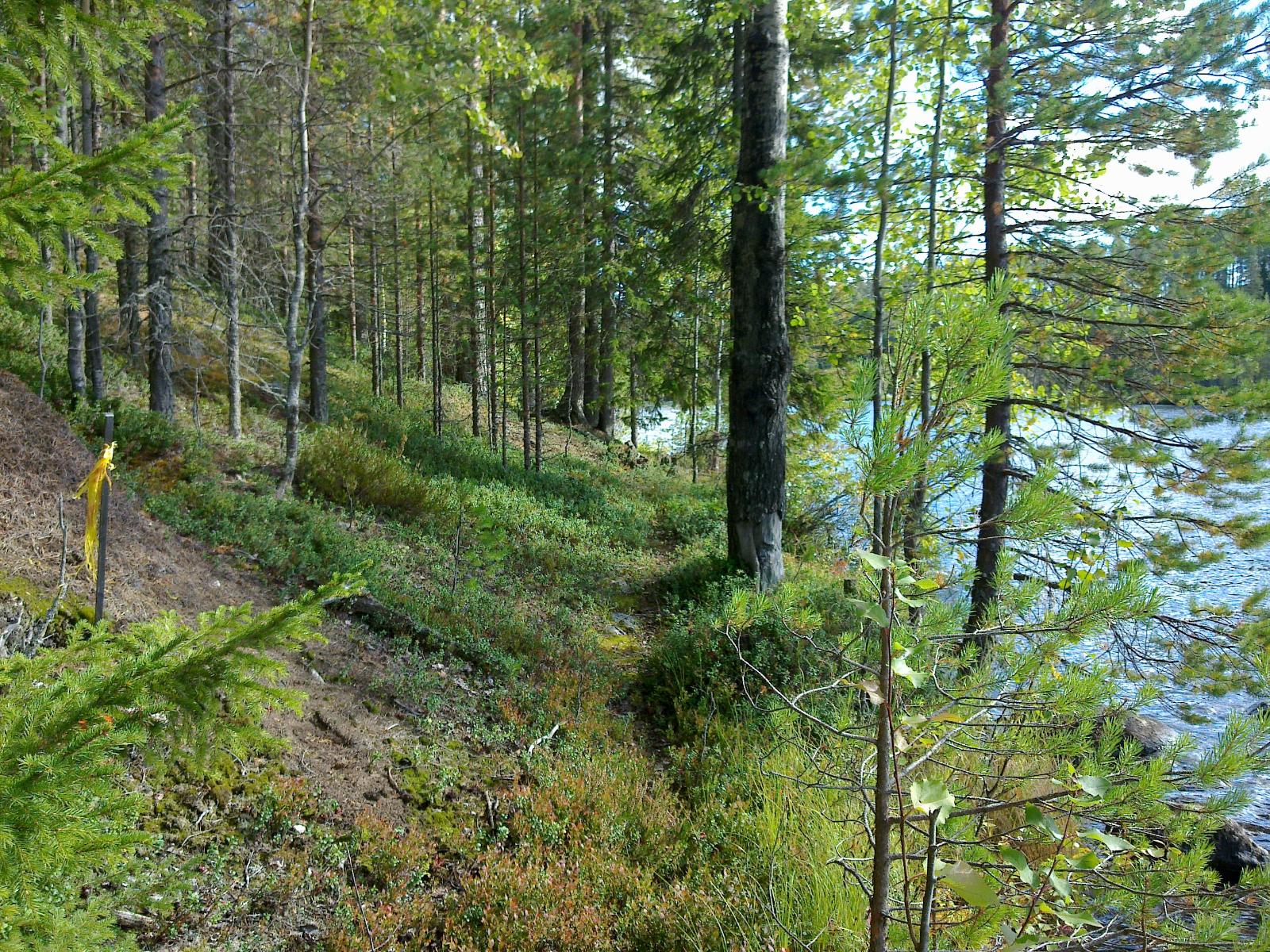 Rantaan laskeutuvassa rinteessä kasvava sekametsä reunustaa oikealla häämöttävää järveä.