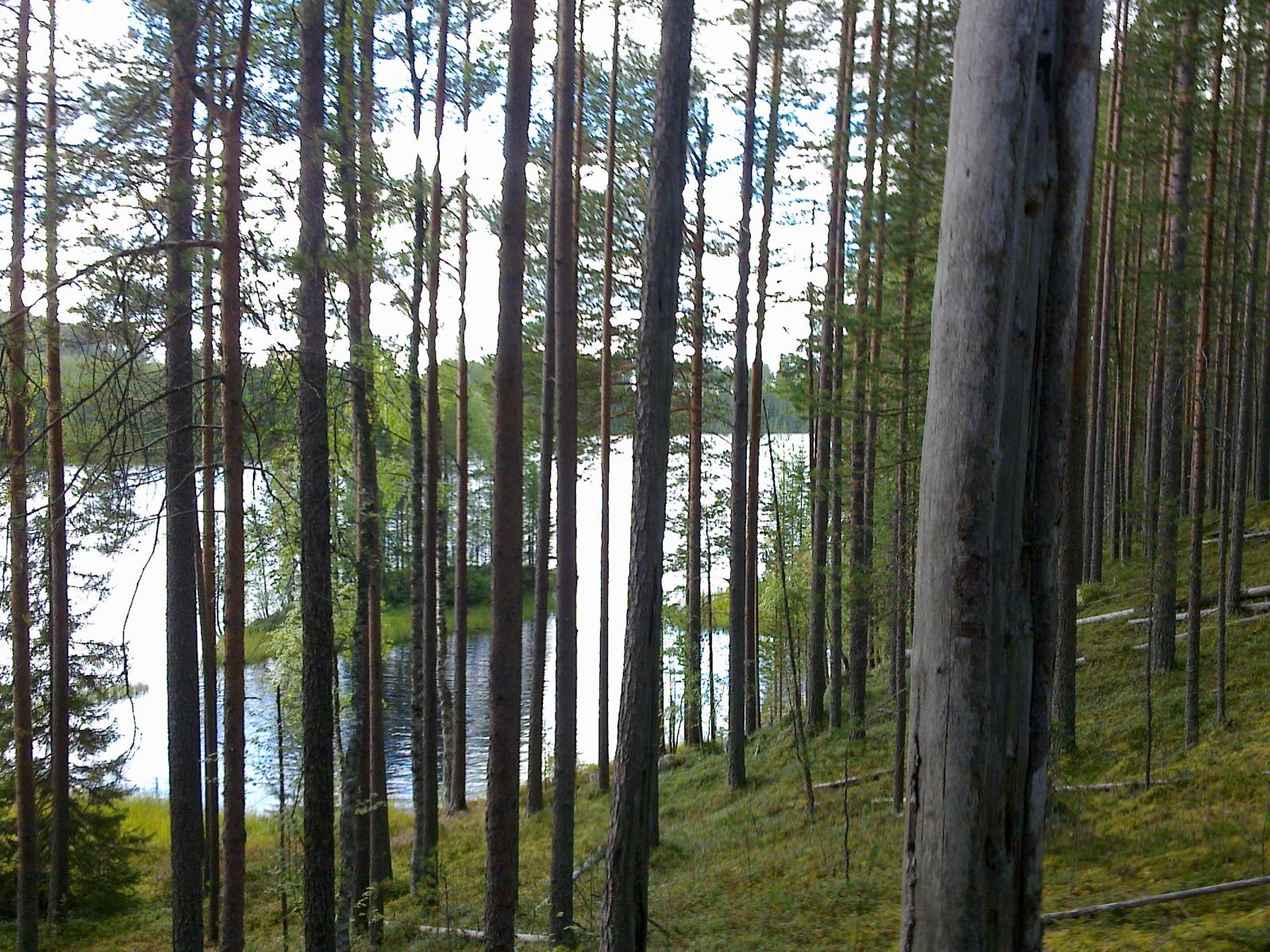 Mäntymetsä kasvaa rantaan laskeutuvassa rinteessä. Taustalla häämöttävässä järvessä on saari.