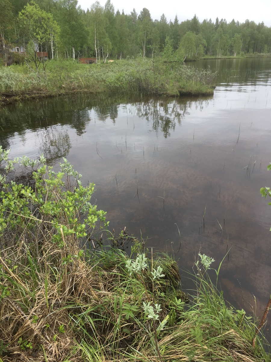 Lehtipuut reunustavat järven mutkittelevaa rantaviivaa. Rannan tuntumassa on rakennus.