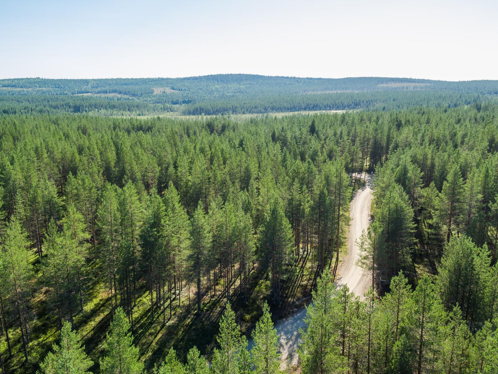 Hiekkatie kulkee mäntymetsässä. Horisontissa kohoaa loiva vaaramaisema. Ilmakuva.