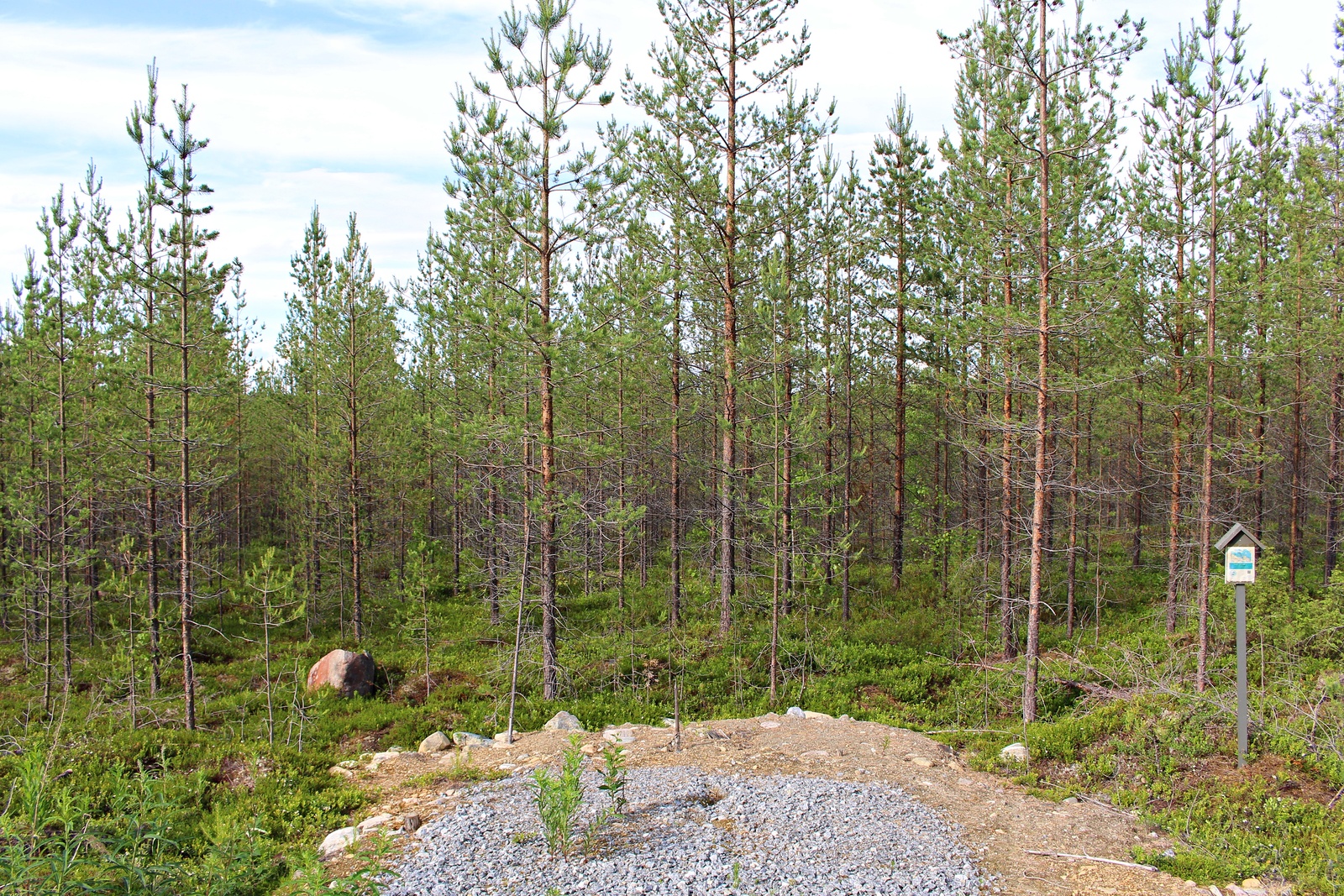 Mäntytaimikon edustalla on sorastettu mökkitien liittymä. Oikealla on Laatumaan tonttikyltti.