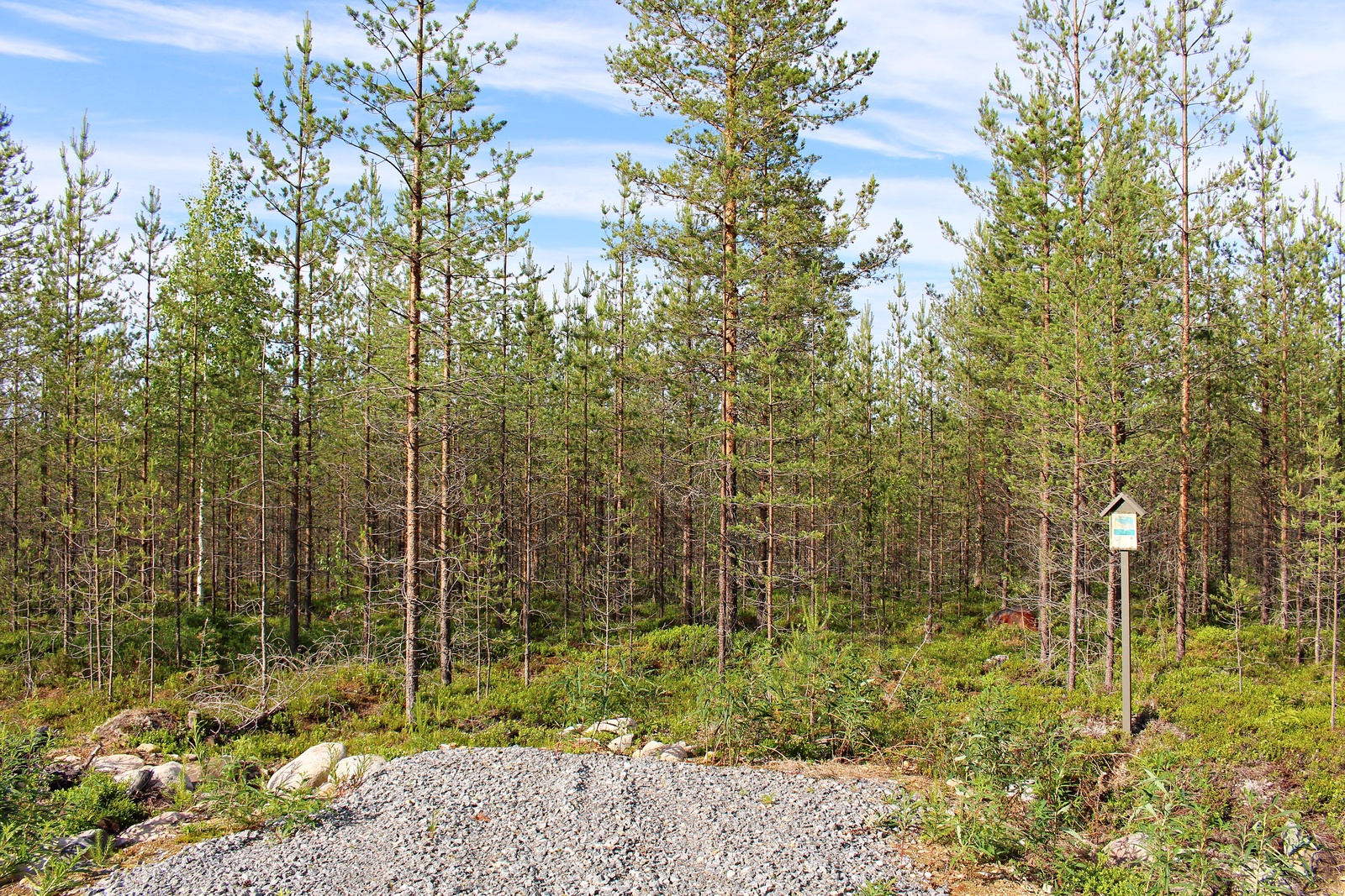 Mäntytaimikon edustalla on sorastettu tonttiliittymä.