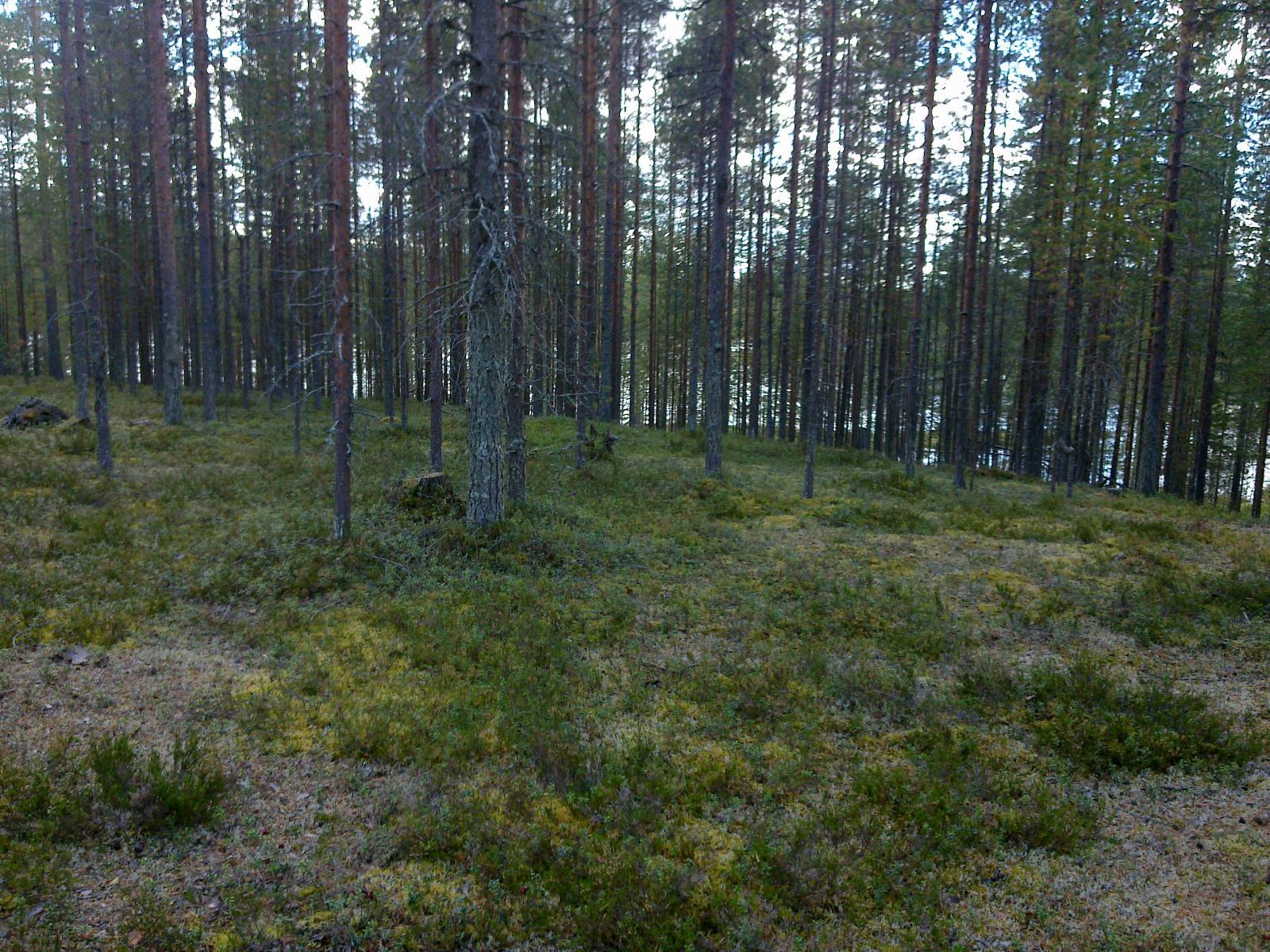 Rinteessä kasvavan mäntymetsän takana häämöttää järvi.