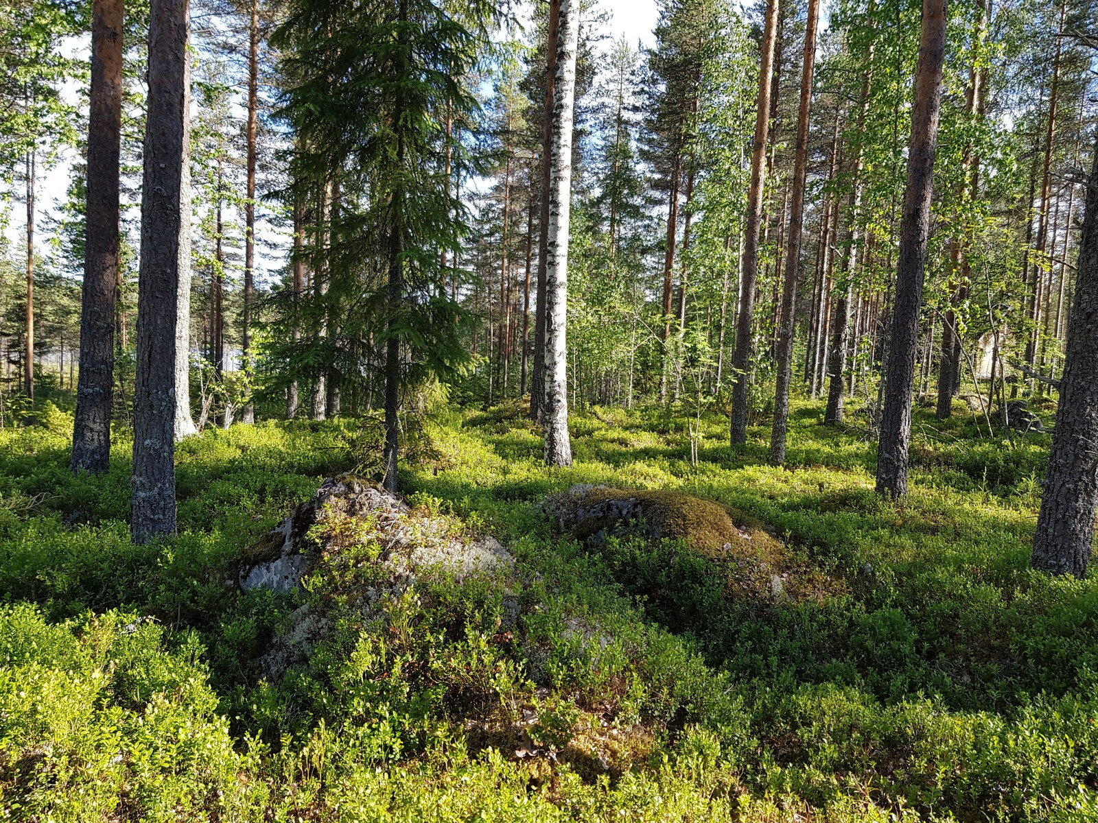 Aurinko paistaa mäntyvaltaiseen metsään, jossa on sammalpeitteisiä kiviä. Taustalla siintää järvi.