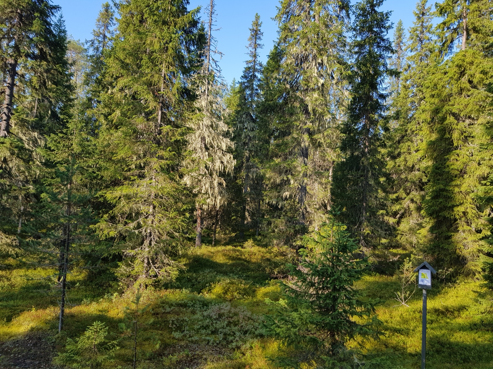 Aurinko paistaa runsaskasvuiseen kuusimetsään kesällä.