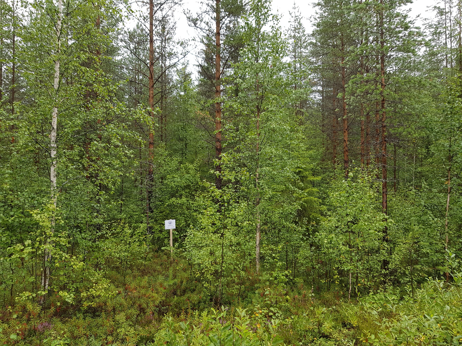 Tonttitien varrella kasvaa nuoria koivuja mäntyjen joukossa.