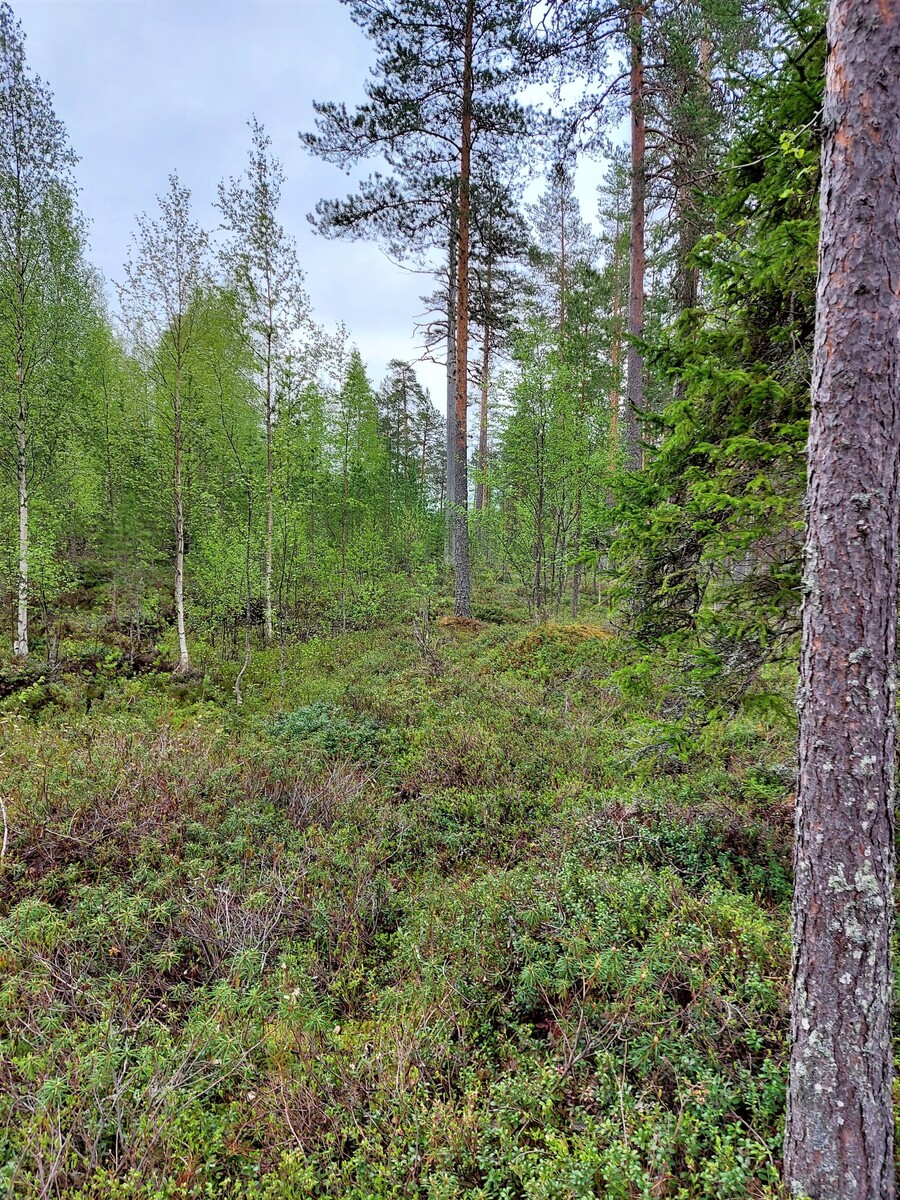 Tontin takamaastossa kasvaa lehtipuita ja korkeita havupuita.