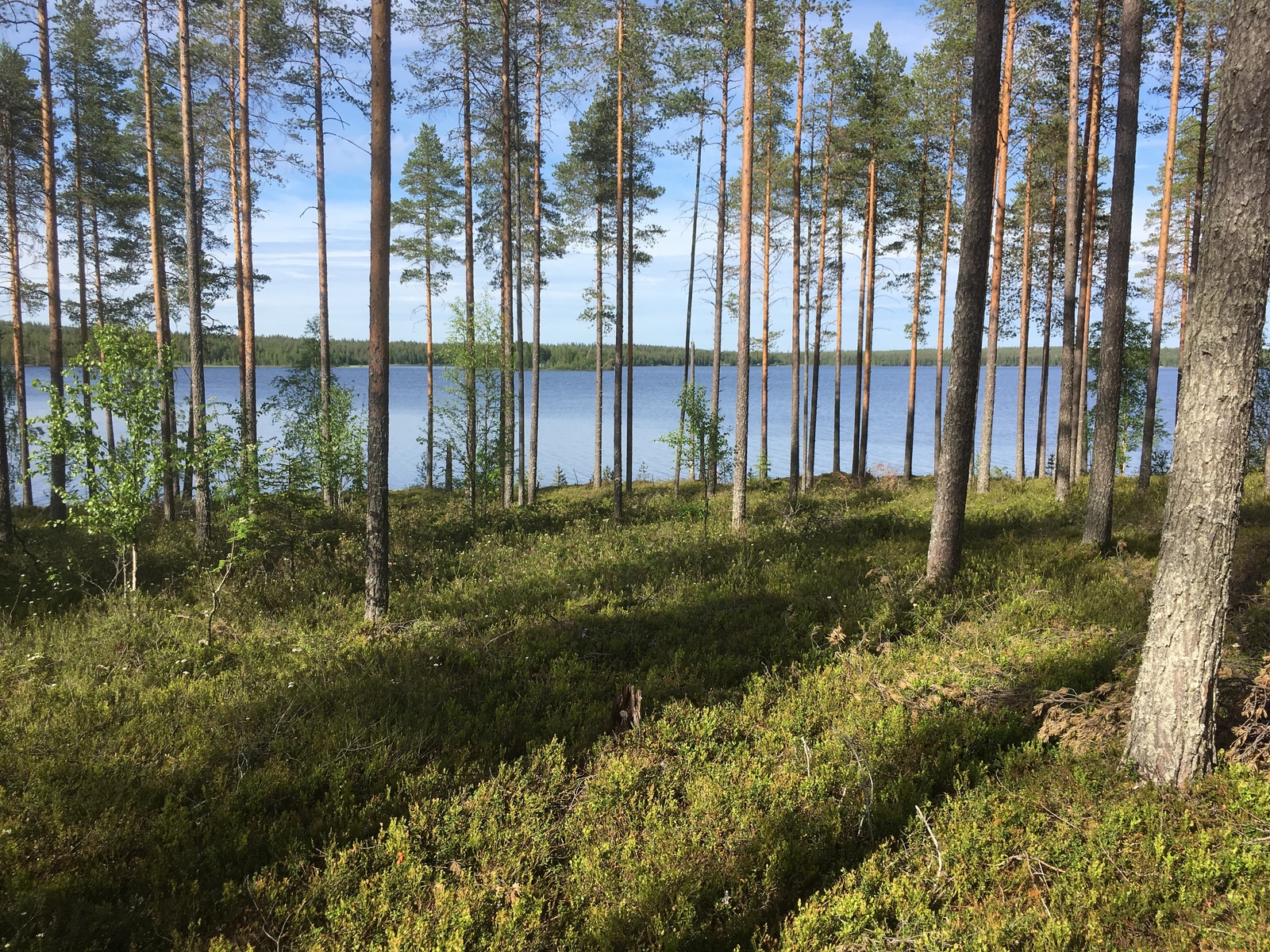 Avaran mäntymetsän takana avautuu kesäinen järvimaisema.