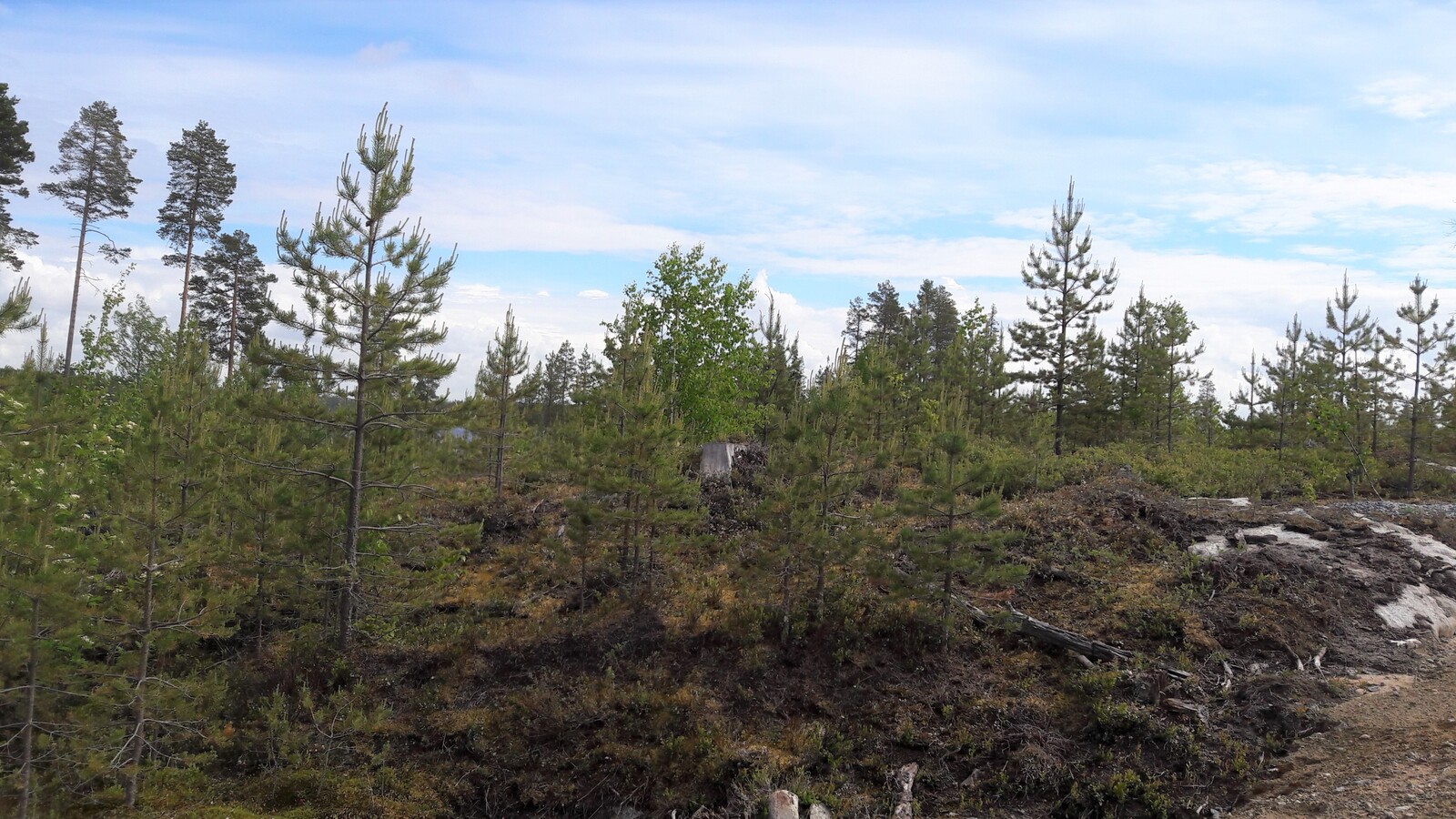 Mäntytaimikko alkaa tienreunasta.