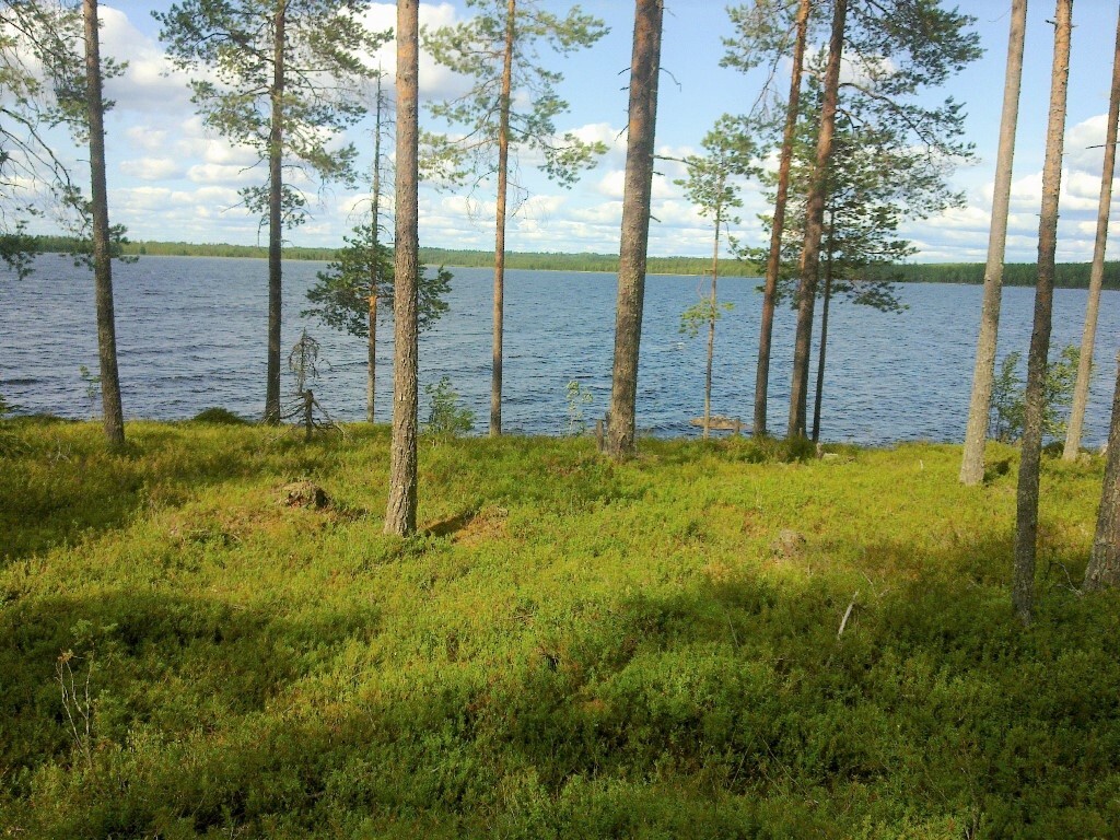 Rannassa kasvavien mäntyjen takaa avautuu avara järvimaisema. Taivaalla on poutapilviä.