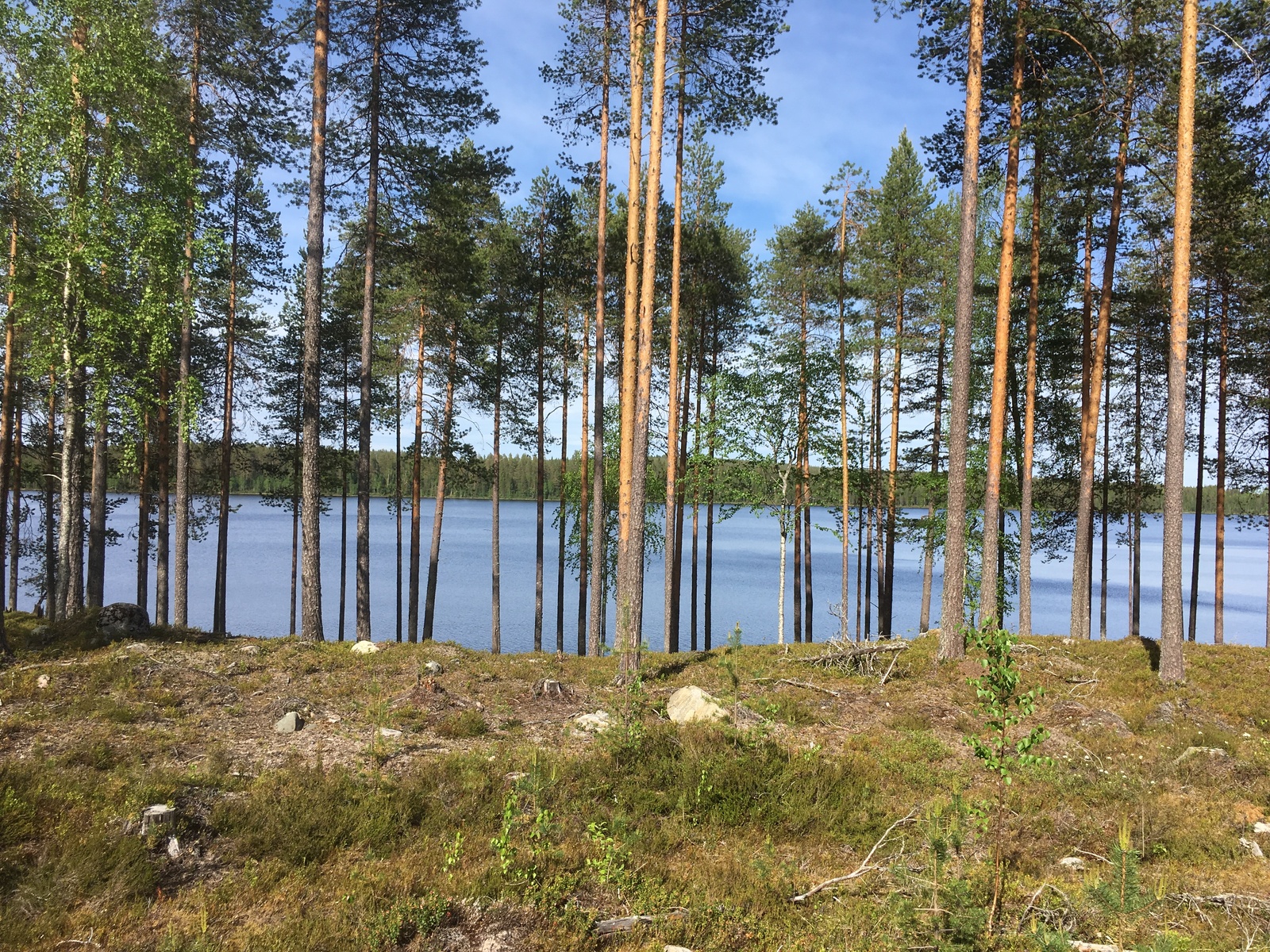 Avaralta mäntykankaalta avautuu kesäinen järvimaisema.