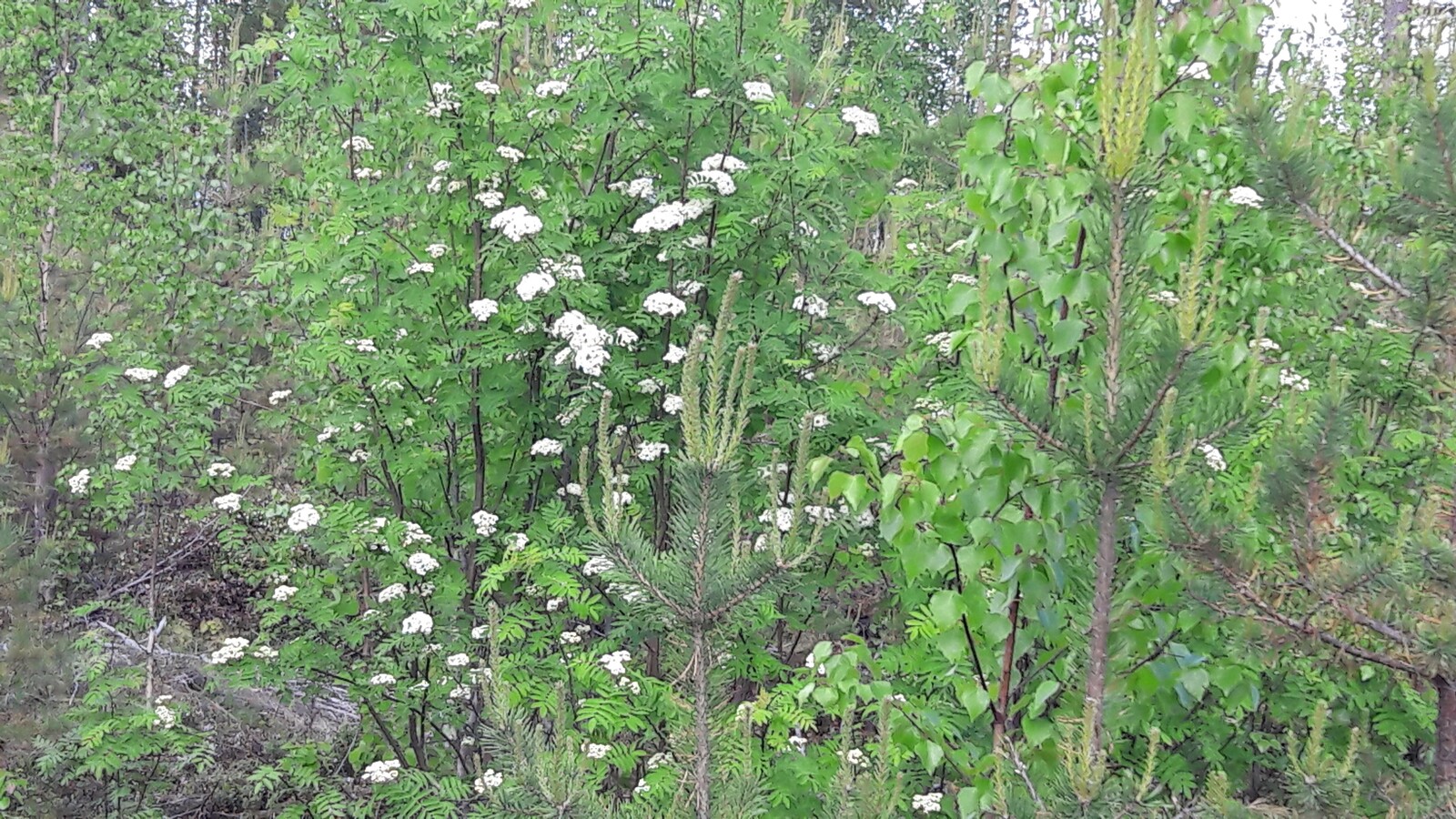 Pihlajat kukkivat koivun ja männyn taimien joukossa.