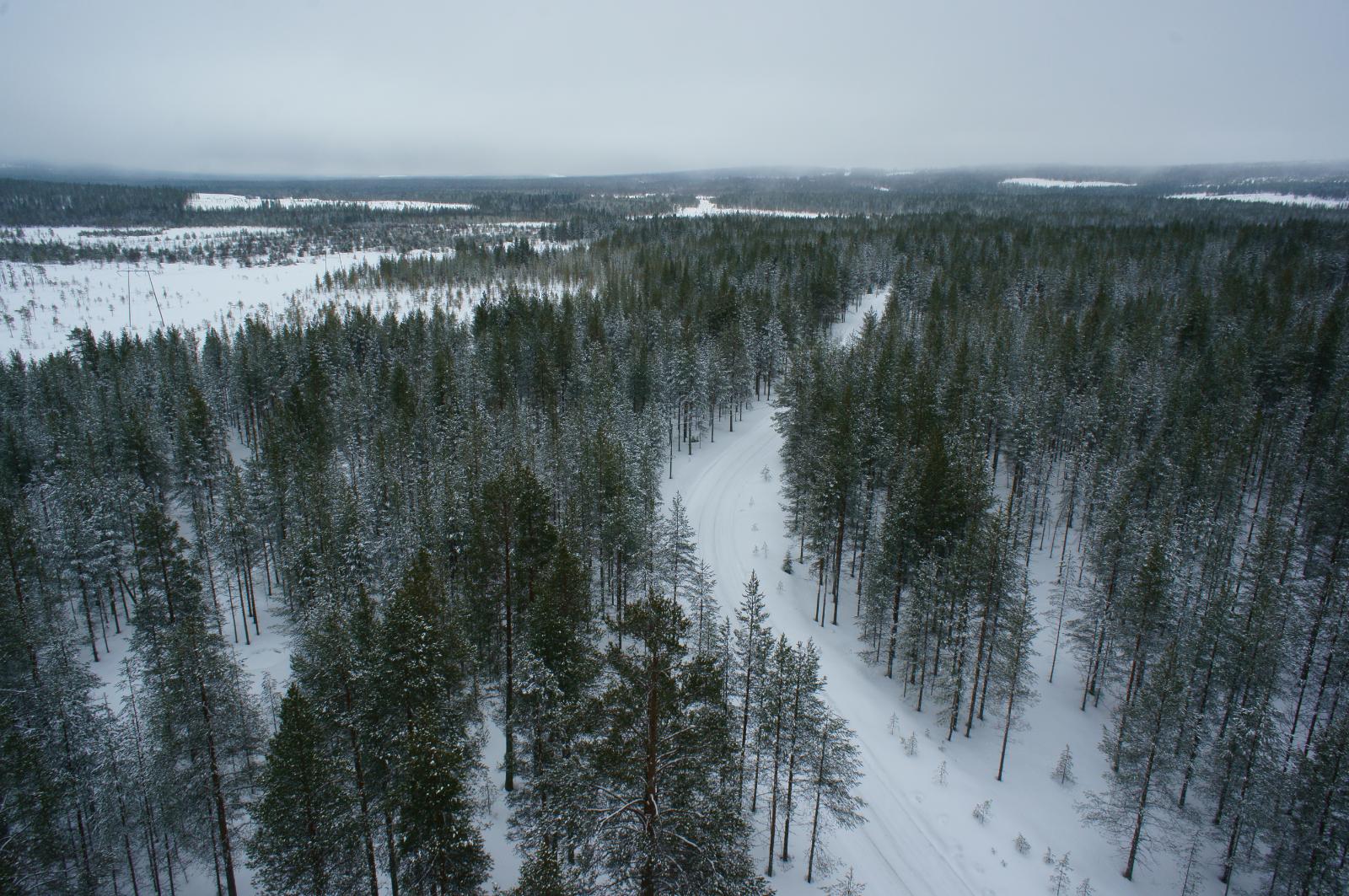 Talvipolku kaartaa lumipeitteisessä havumetsässä. Horisontissa on suoalueita. Ilmakuva.