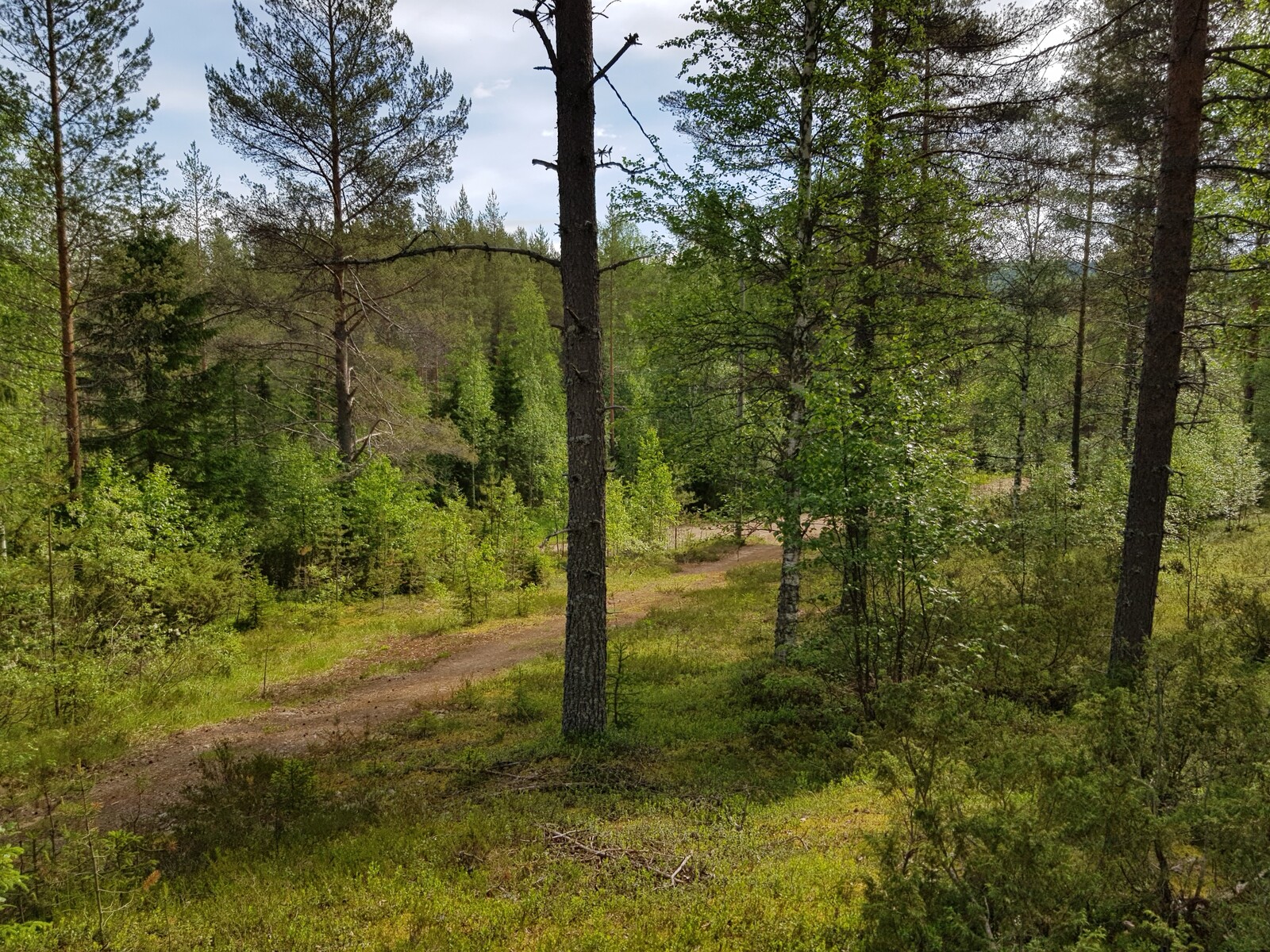 Loivassa rinteessä kasvavassa sekametsässä kulkeva polku vie tielle.