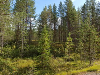 Aurinko paistaa kesäiseen mäntyvaltaiseen metsään.