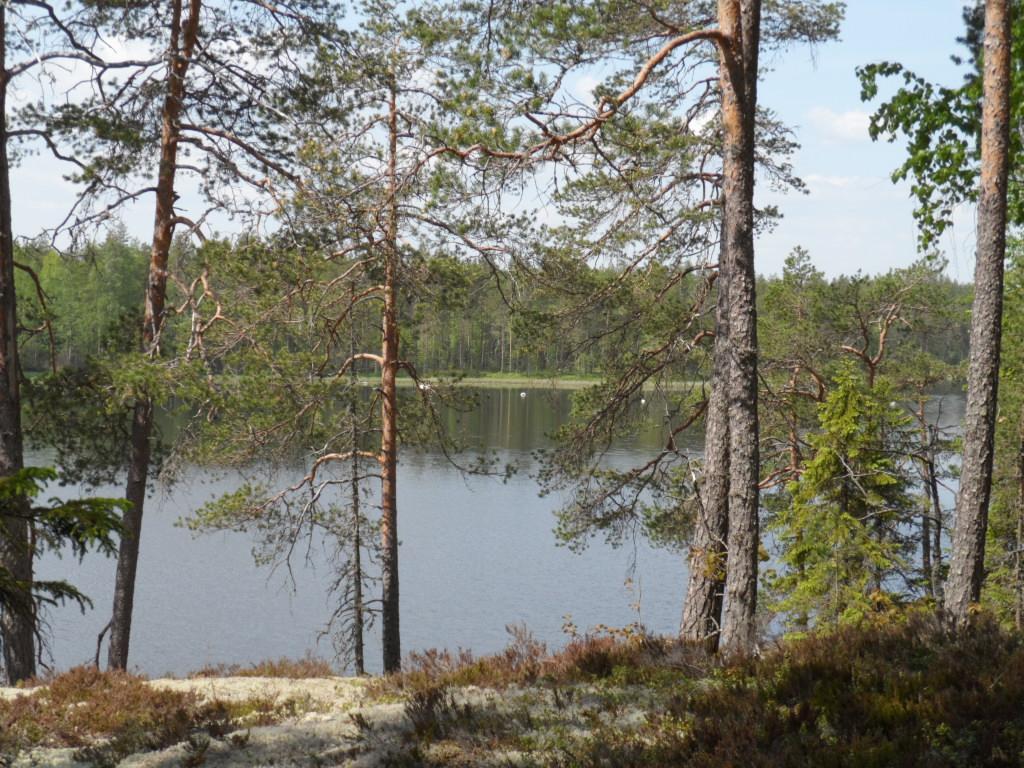 Rannassa väljästi kasvavien havupuiden takana avautuu järvimaisema.