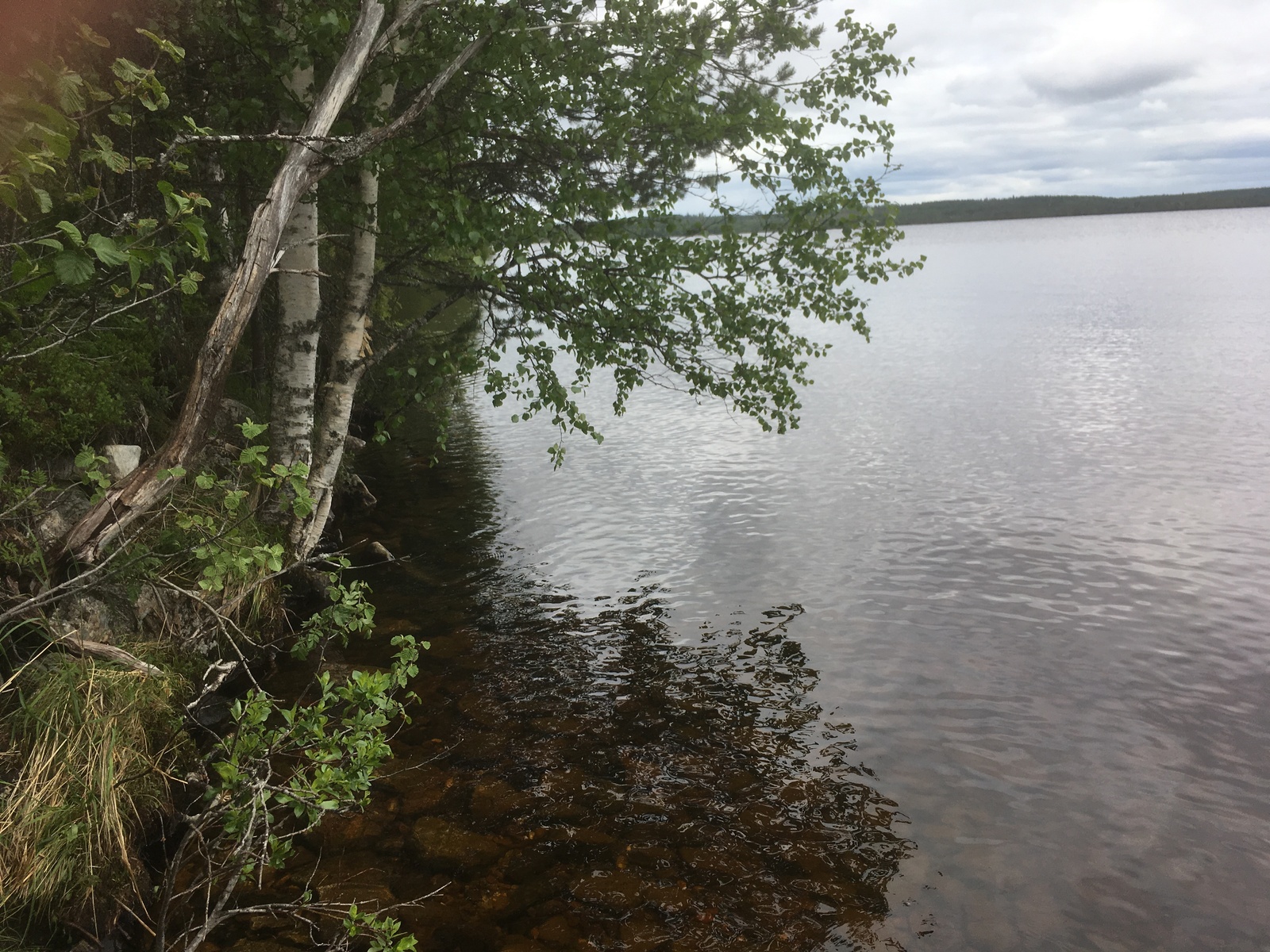 Koivut ja lepät reunustavat kesäistä järvimaisemaa.