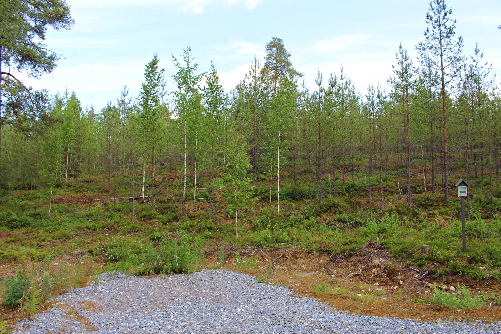 Kesäisen taimikon edustalla on sorapintainen tonttiliittymä.