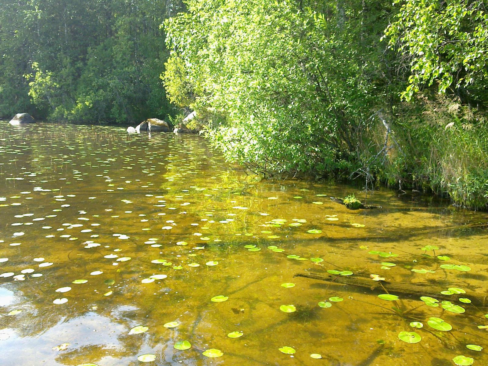 Tontin hiekkapohjaisessa rantavedessä kasvaa ulpukoita. Vehreä metsä reunustaa rantaviivaa.