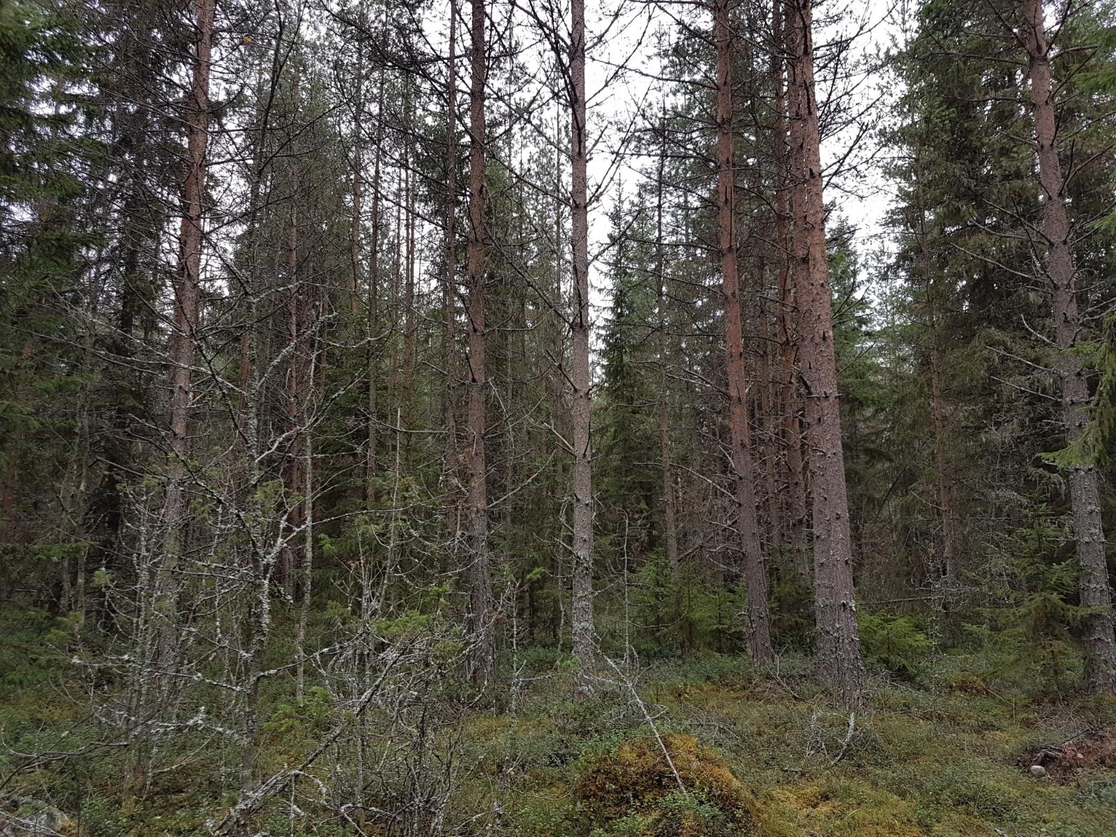 Mäntyvaltaisessa metsässä kasvaa myös kuusia ja katajia.