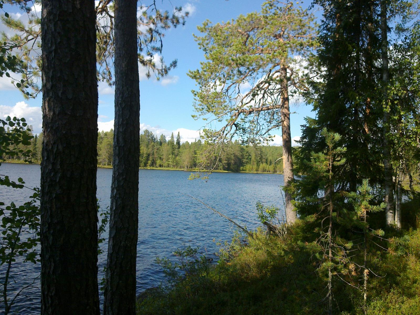 Tontin rannassa kasvavien mäntyjen ja kuusten välistä avautuu kesäinen järvimaisema.