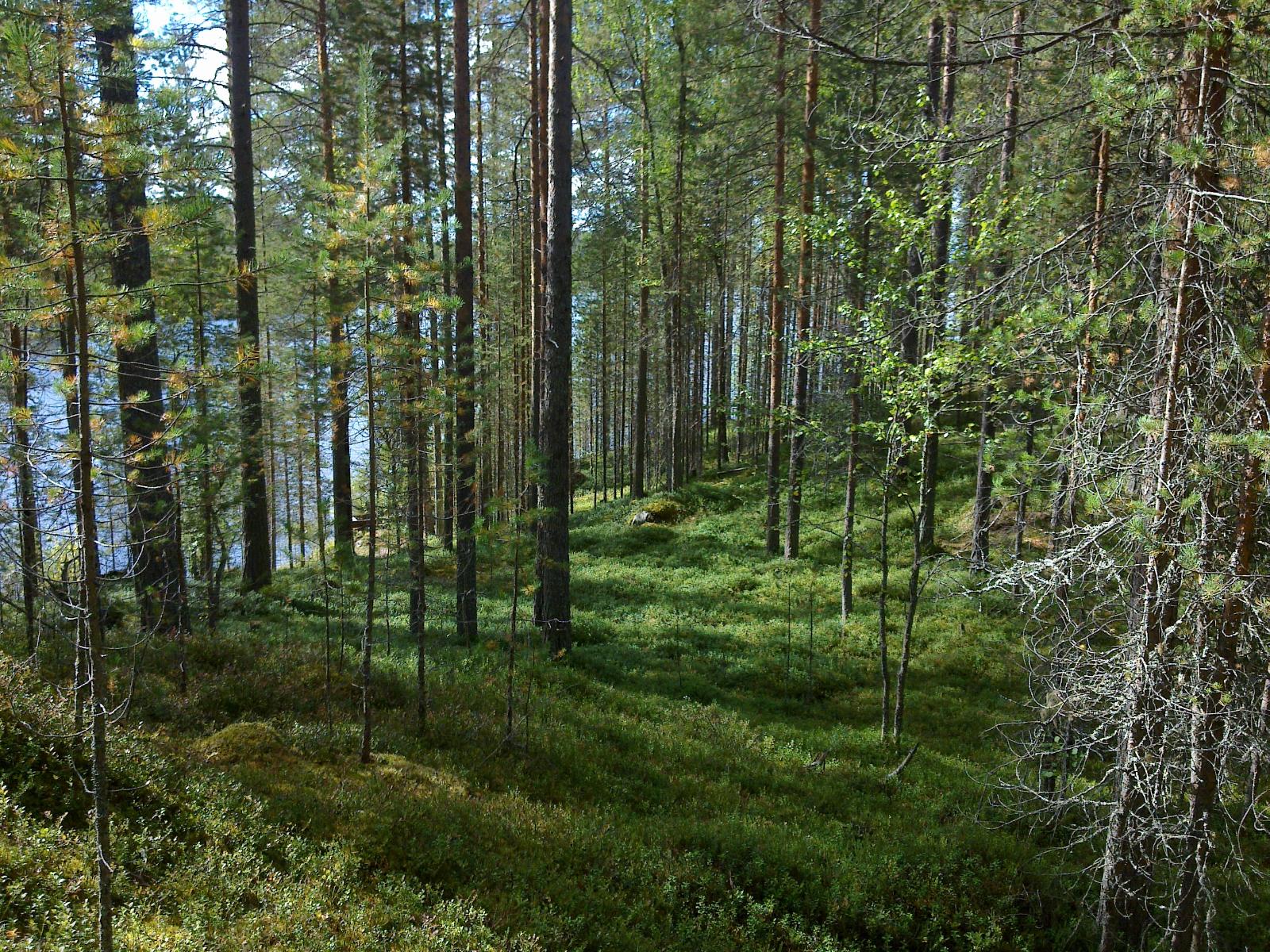 Mäntymetsä kasvaa rantaan laskeutuvassa rinteessä. Taustalla häämöttää järvi.