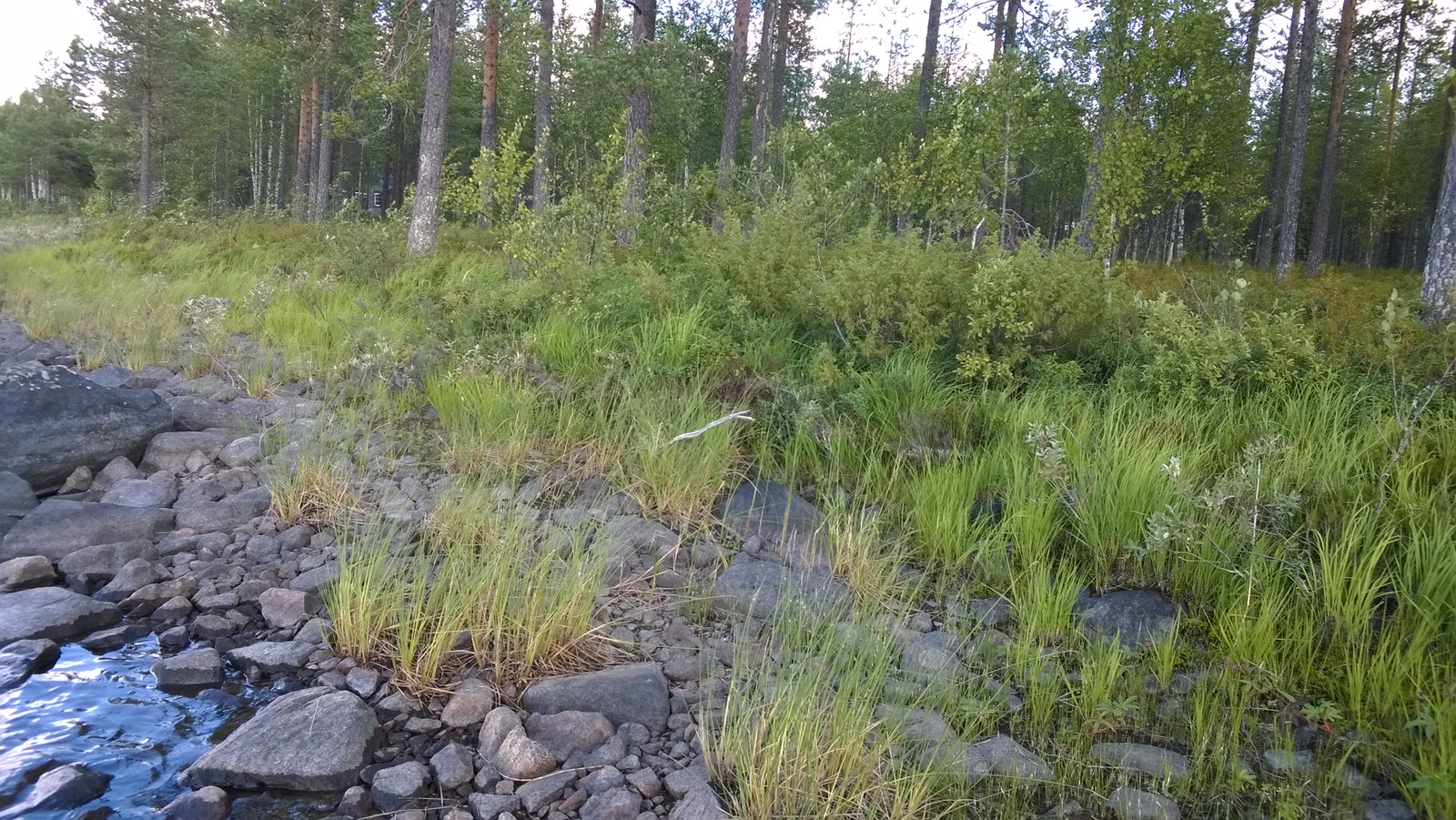 Mäntymetsä kasvaa kivisen ja ruohikkoisen rantaviivan tuntumassa.