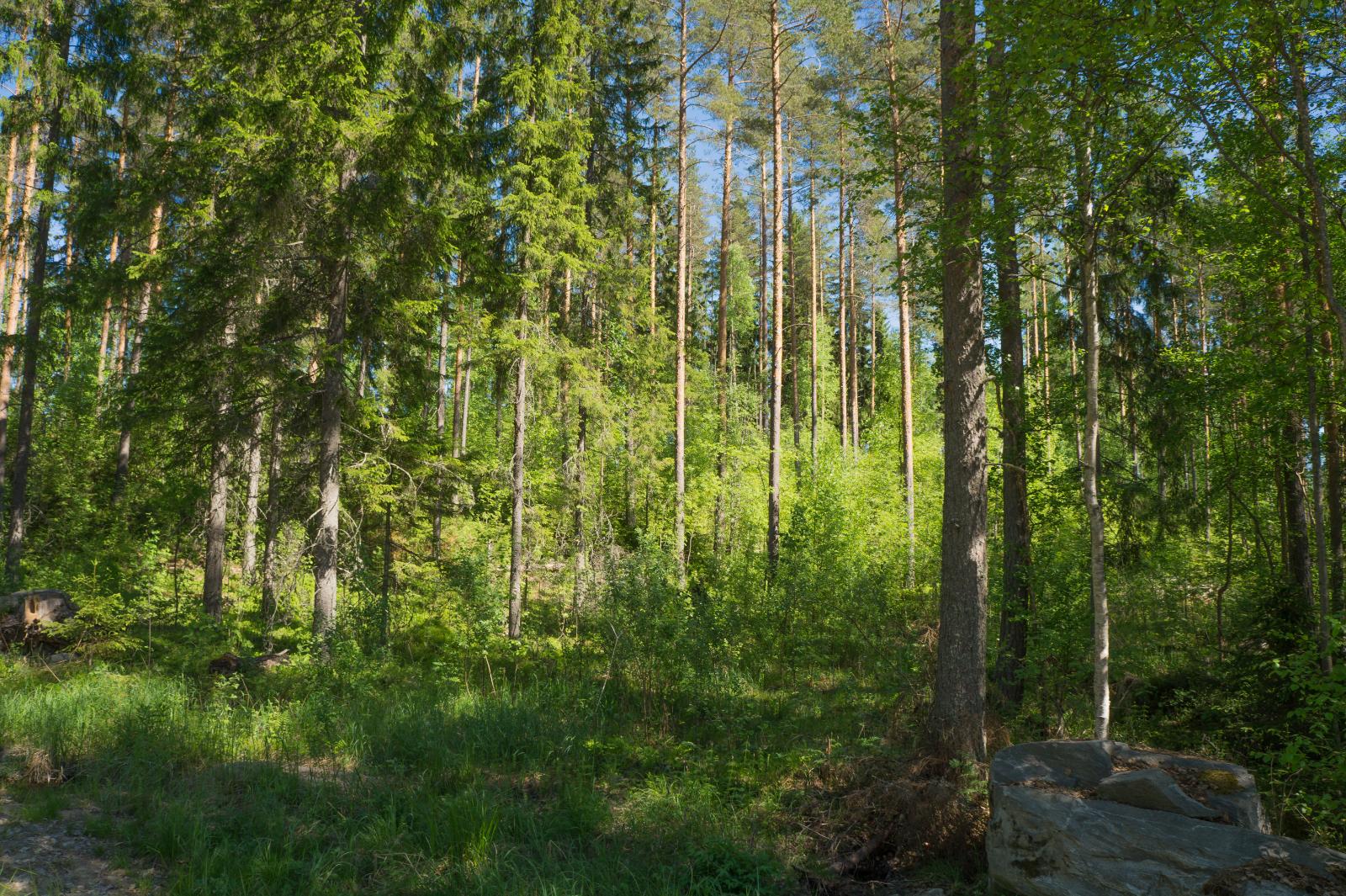 Tontin vehreässä sekametsässä kasvaa korkeita havupuita.