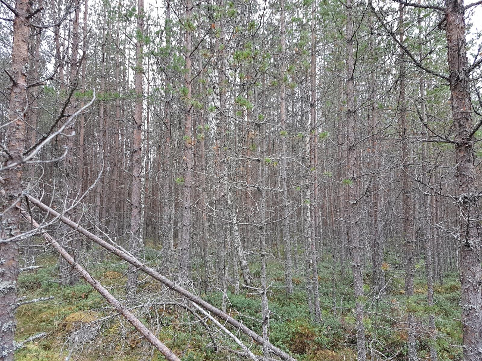 Tiheäkasvuisessa mäntymetsässä kasvaa myös muutamia koivuja.