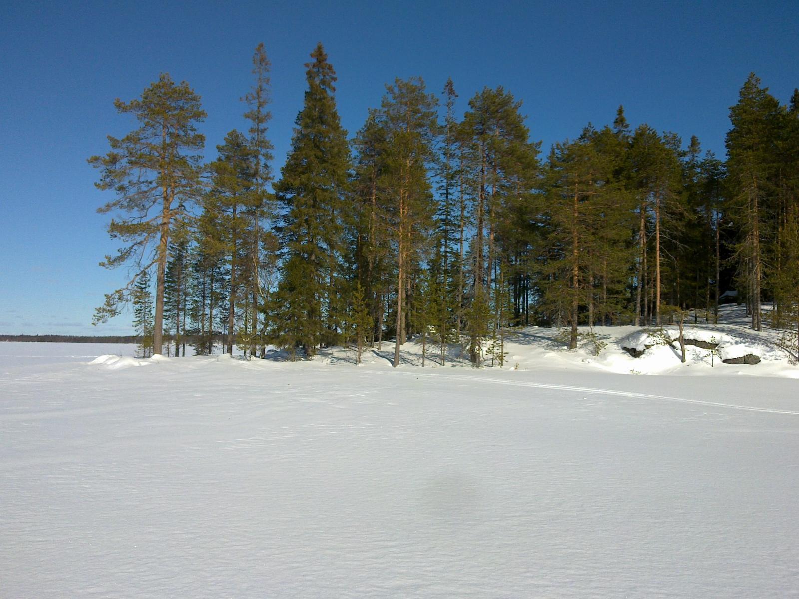 Talvimaisemassa jäätynyt järvi on lumen peitossa. Havupuut kohoavat kohti pilvetöntä taivasta.