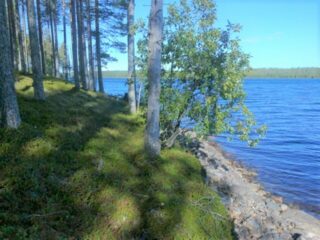 Rannassa kasvavien mäntyjen takana avautuu kesäinen järvimaisema. Rantaviiva on kivinen.