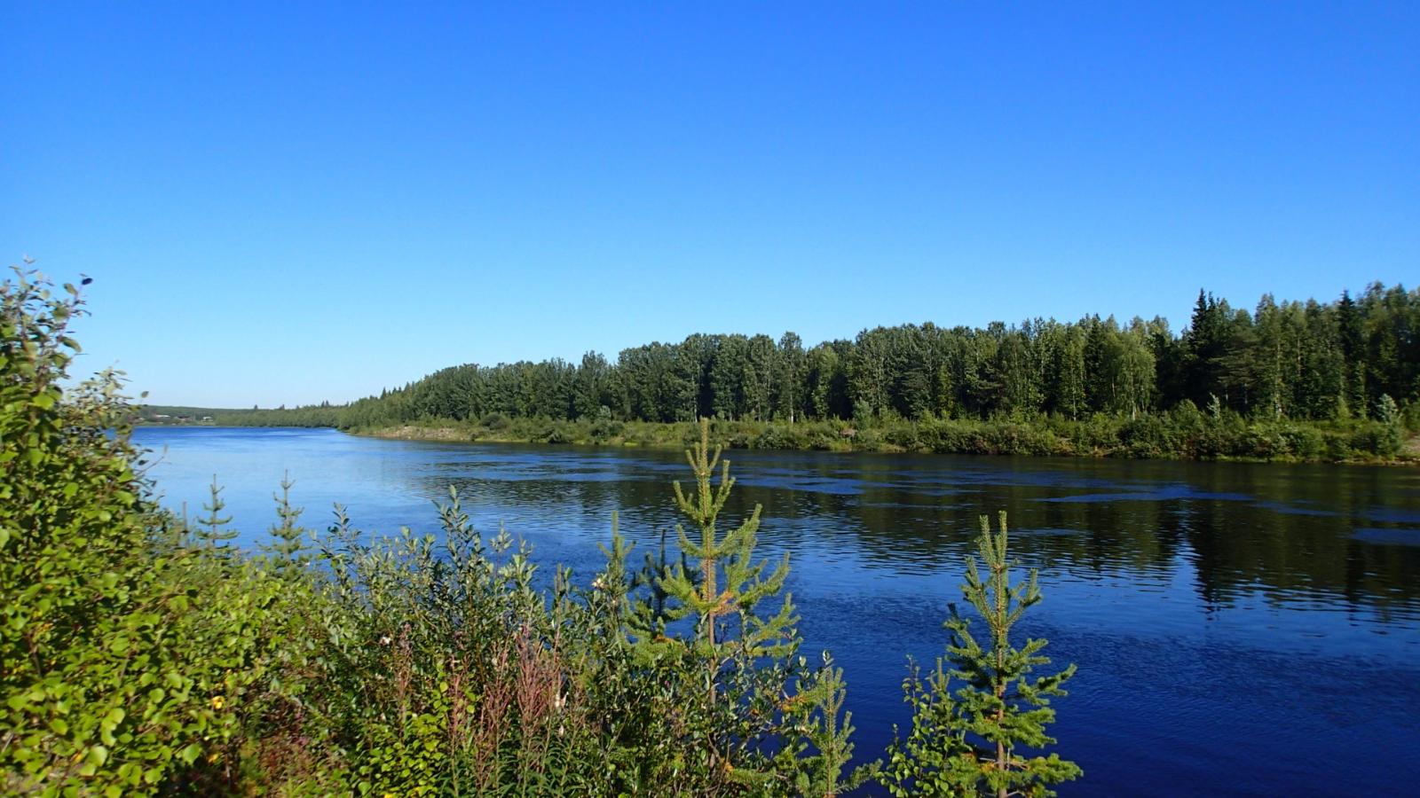 Nuoria puita joen rannassa pilvettömänä päivänä. Vastarannan metsä heijastuu joen pintaan.