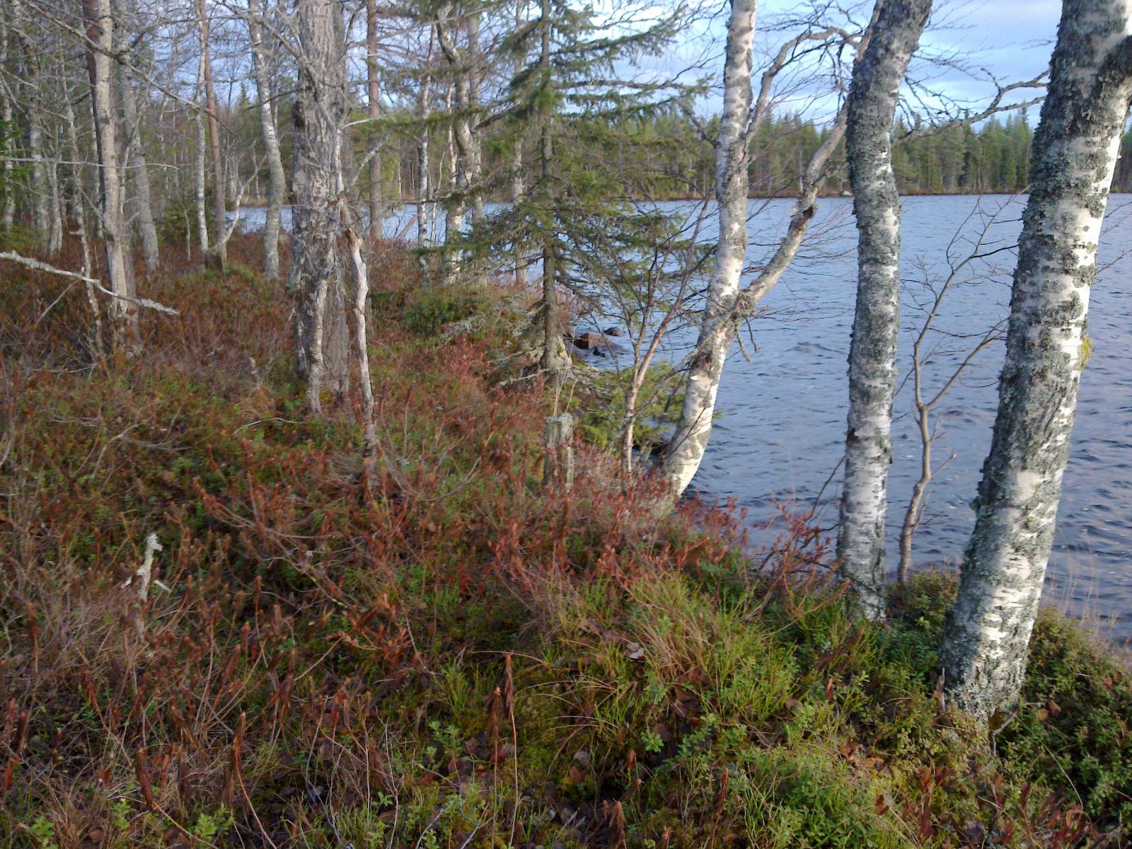 Tontin rantapenkereellä kasvaa koivuja ja kuusia. Niiden takana avautuu järvimaisema.