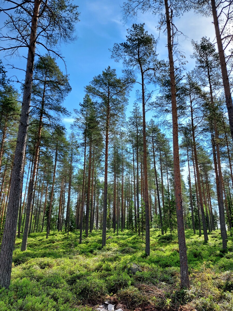 Tontti loivassa rinteessä