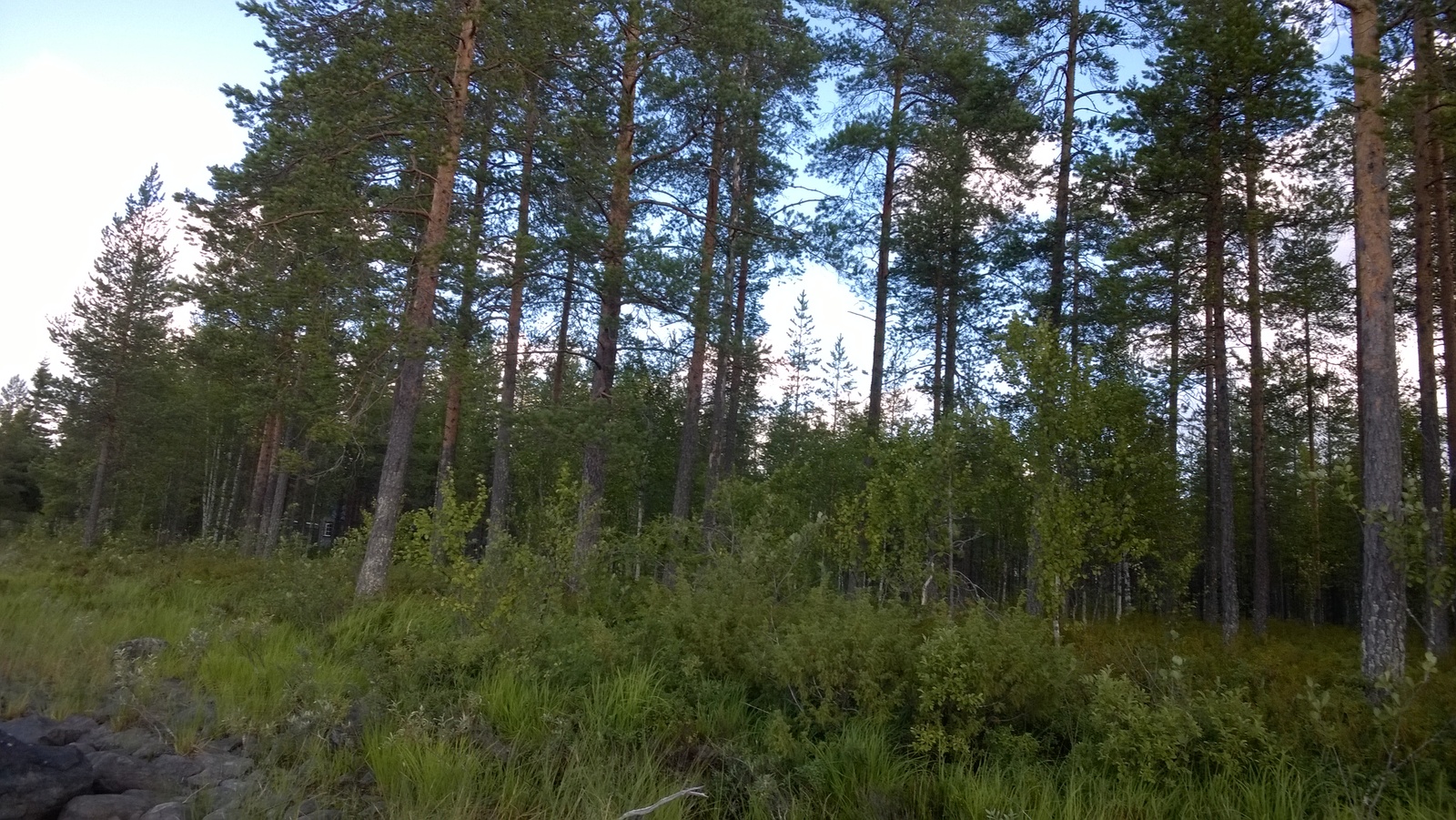 Tontin takamaastossa kasvaa mäntyvaltainen metsä.