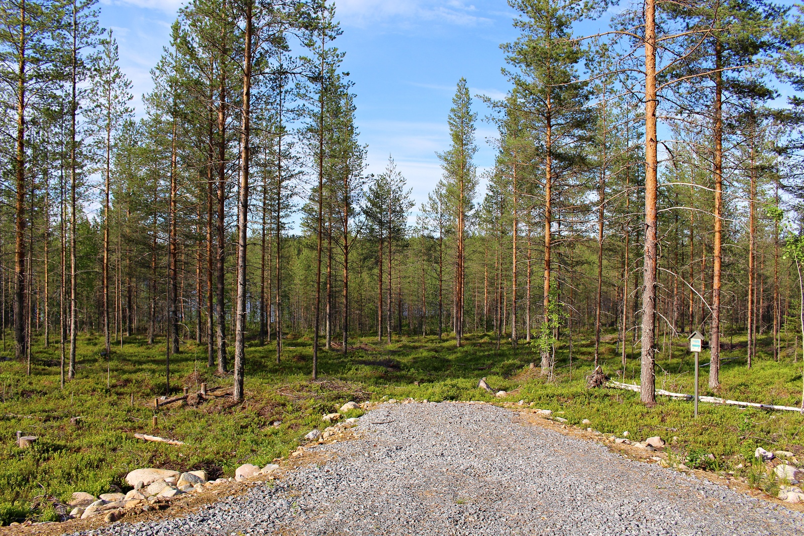 Kesäisen mäntymetsän edustalla on sorastettu tonttiliittymä.