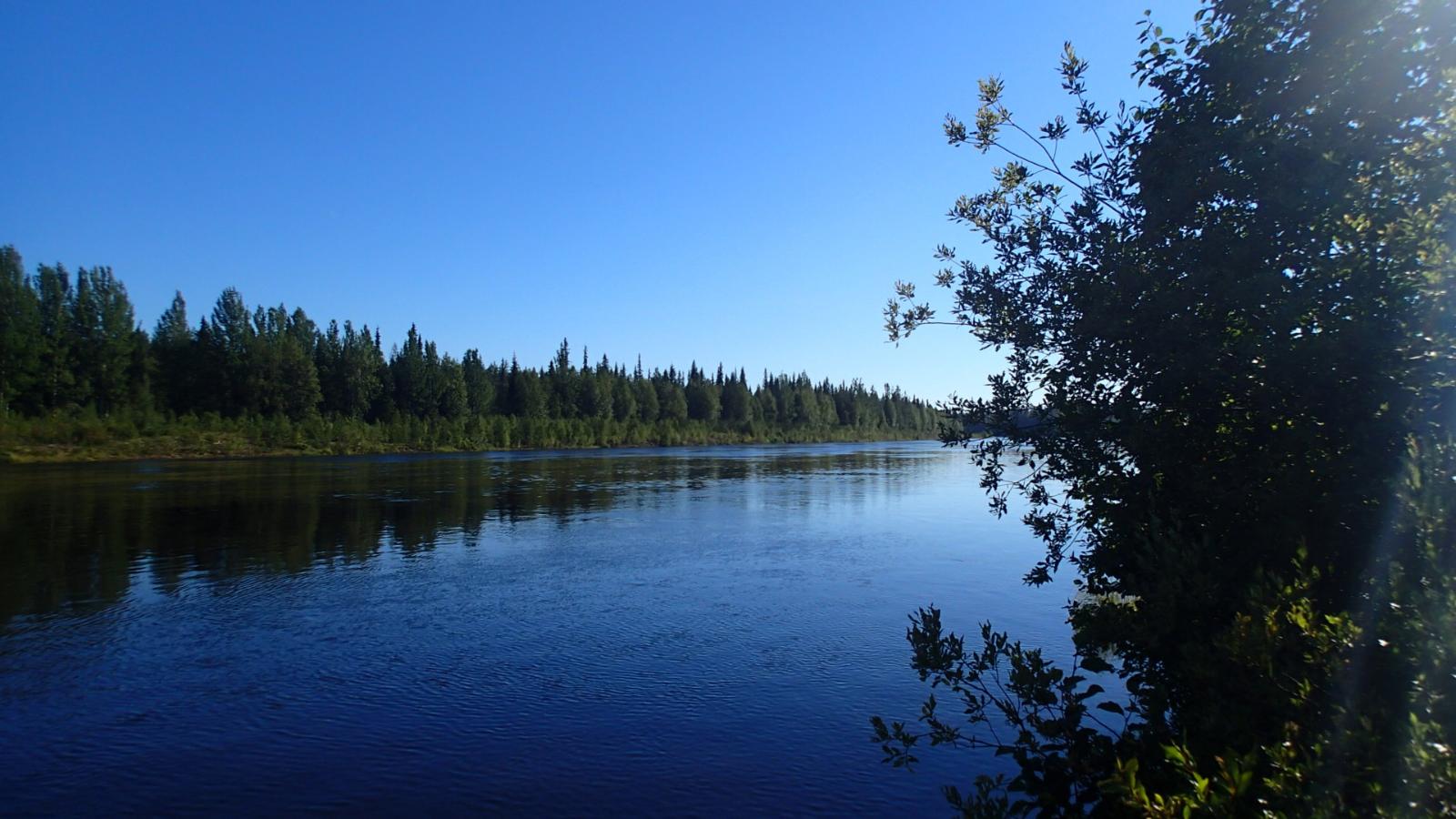 Joki virtaa metsien halki pilvettömänä päivänä. Vastarannan metsä heijastuu joen pintaan.