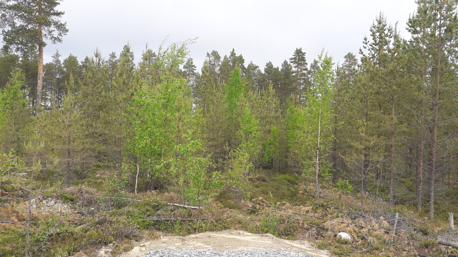 Mäntytaimikossa kasvaa myös koivuja. Etualalla on tonttiliittymä ja taustalla korkeita mäntyjä.