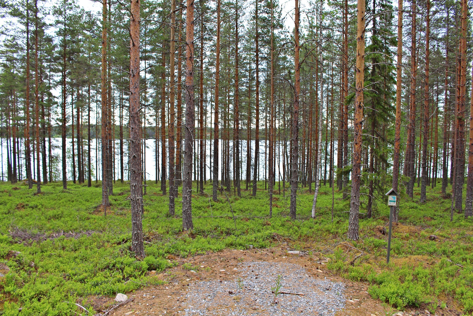 Kesäisen mäntymetsän edustalla on sorapintainen tonttiliittymä. Taustalla häämöttää järvi.