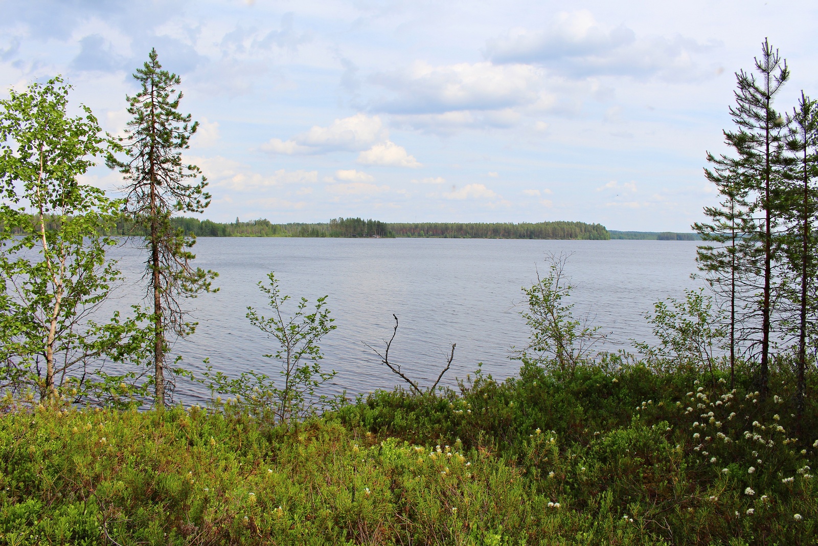 Nuoret puut reunustavat kesäistä järvimaisemaa. Suopursut kukkivat etualalla.