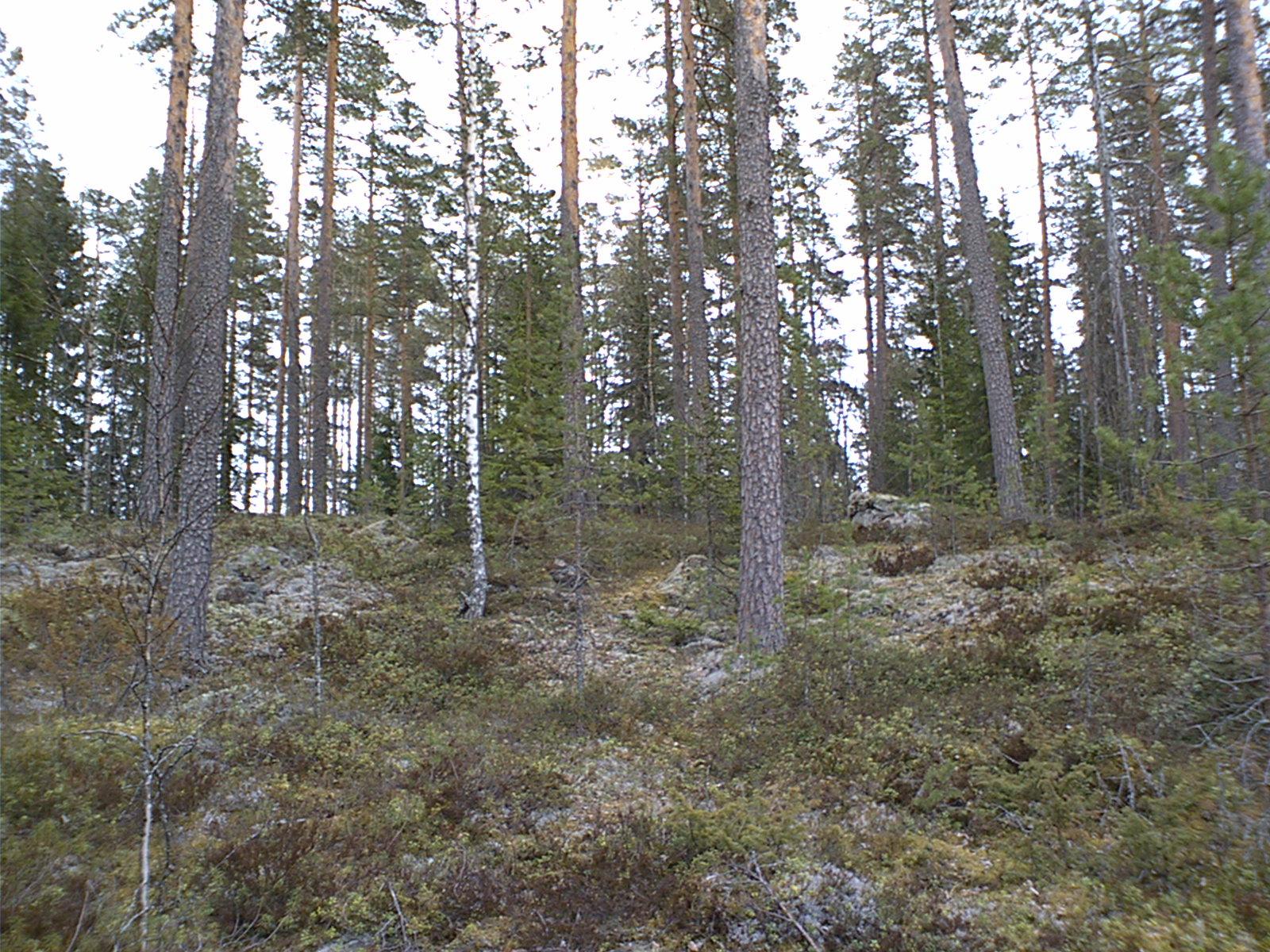 Havupuuvaltainen metsä kasvaa loivassa kivisessä rinteessä.
