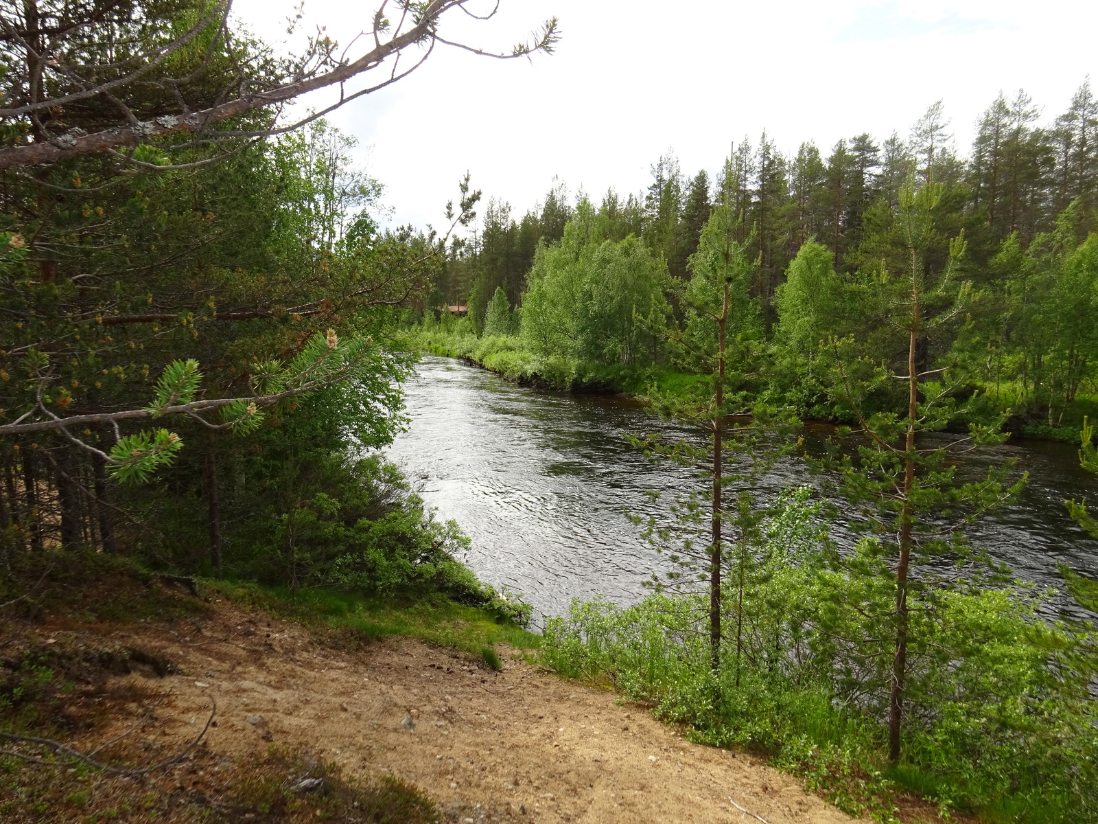 Hiekkatörmä viettää loivasti metsän läpi virtaavalle joelle.