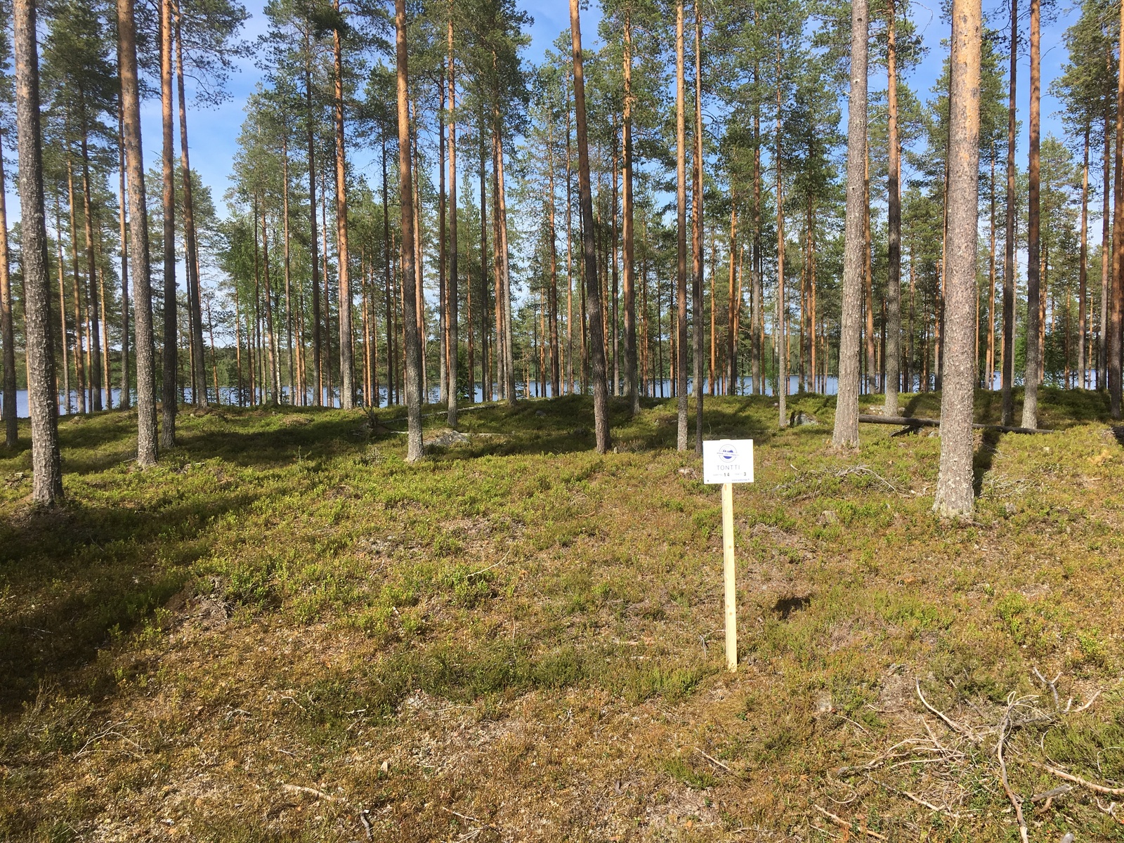 Mäntykankaan takana häämöttää järvi. Etualalla on Laatumaan tonttikyltti.