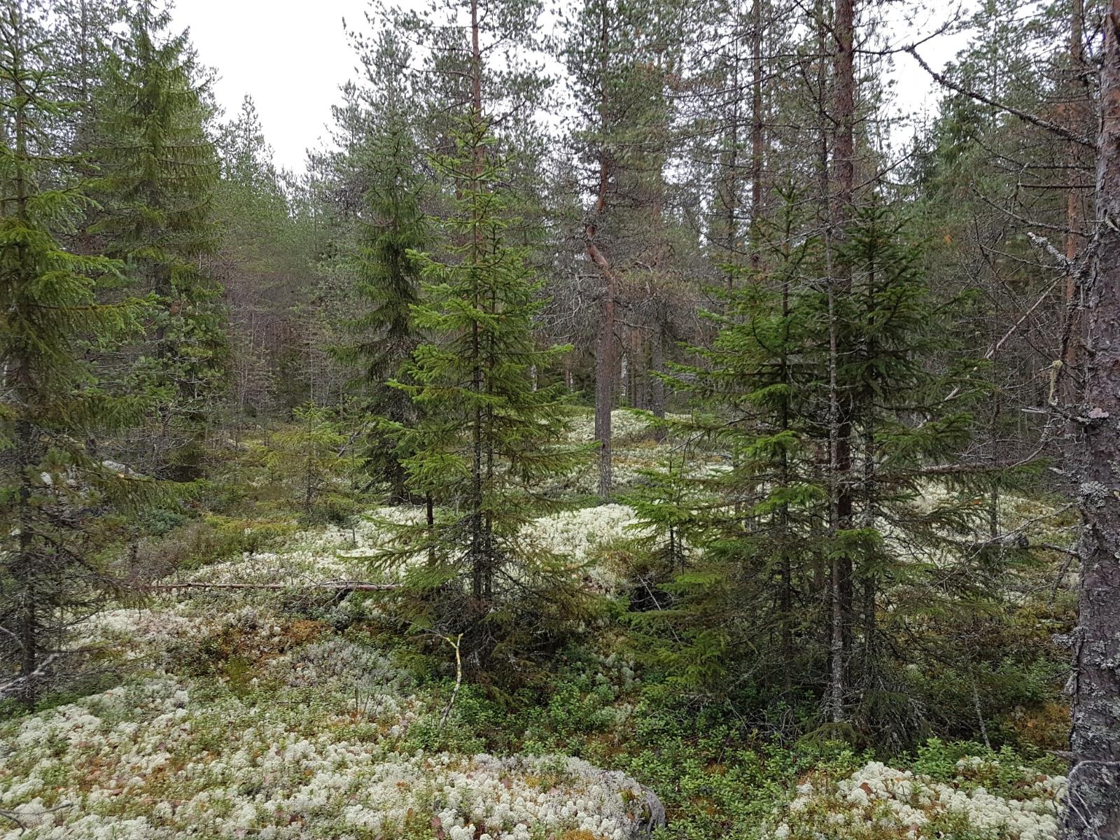 Sammal- ja jäkäläpeitteisellä kalliolla kasvaa mäntyjä ja kuusia.