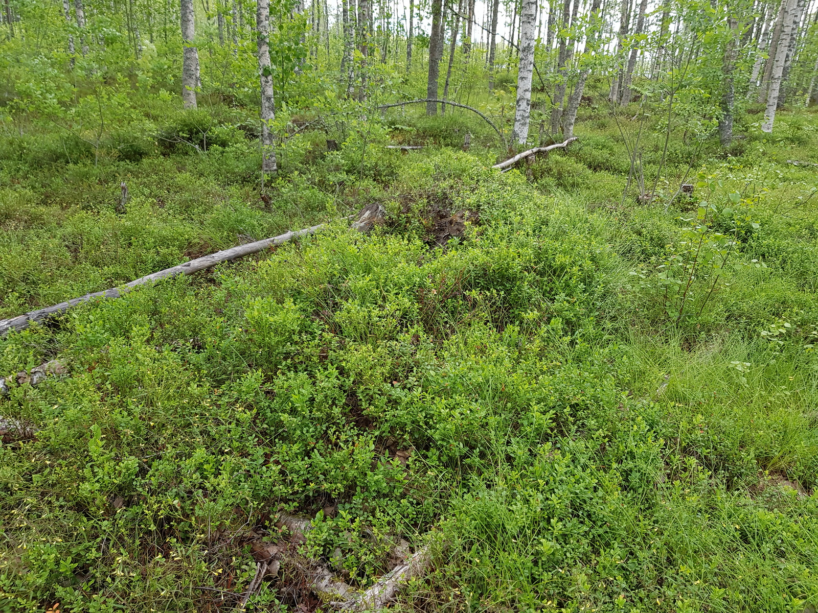 Koivuvaltaisessa metsässä kasvaa runsaasti mustikanvarpuja maassa.