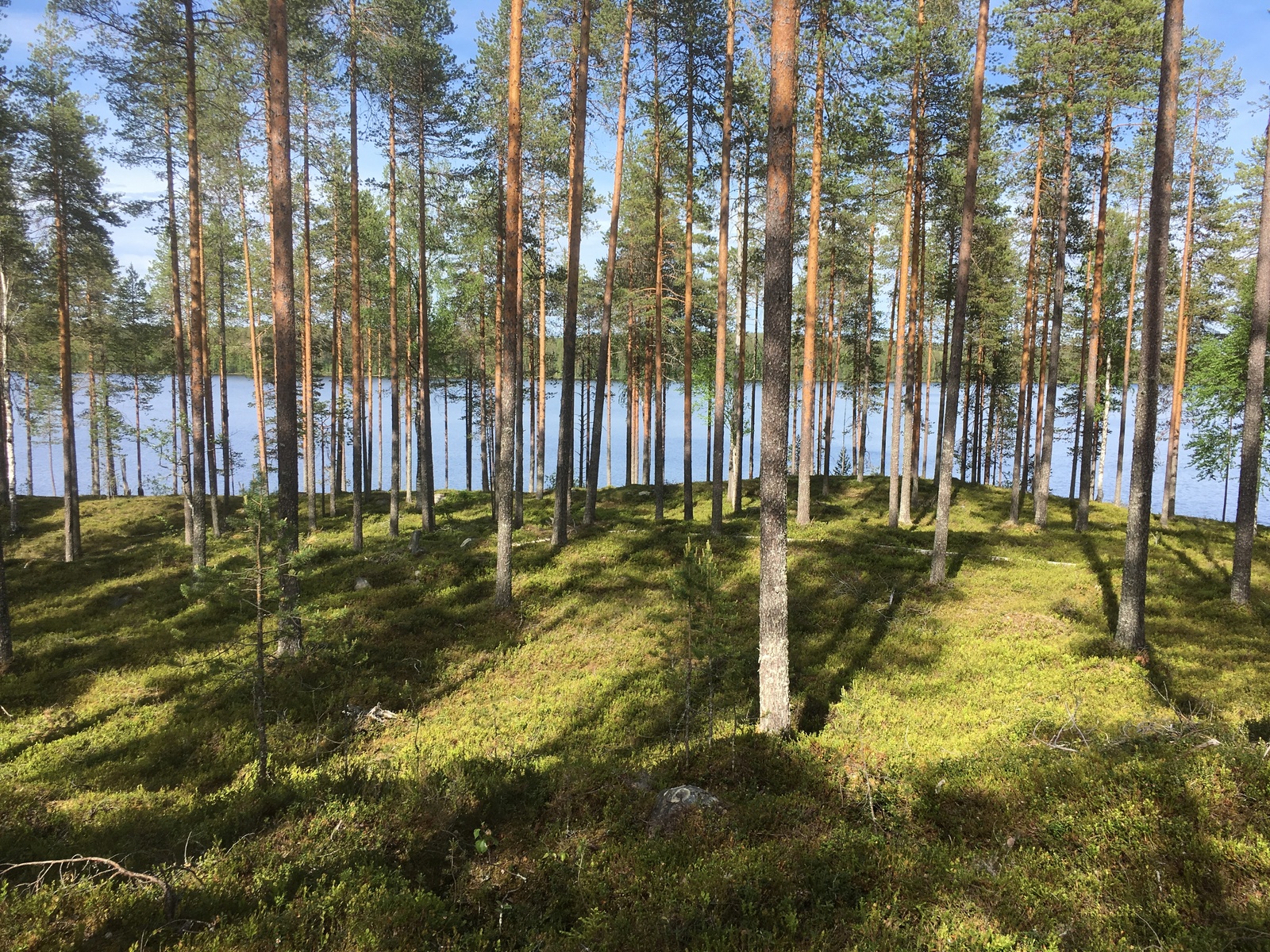 Tontin rakennuspaikan ympärillä kasvaa avara mäntymetsä, jonka takana avautuu järvimaisema.