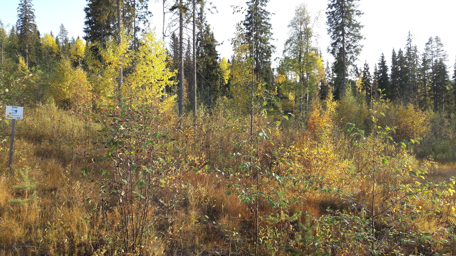 Tontilla kasvavat lehtipuut hehkuvat ruskan sävyissä.